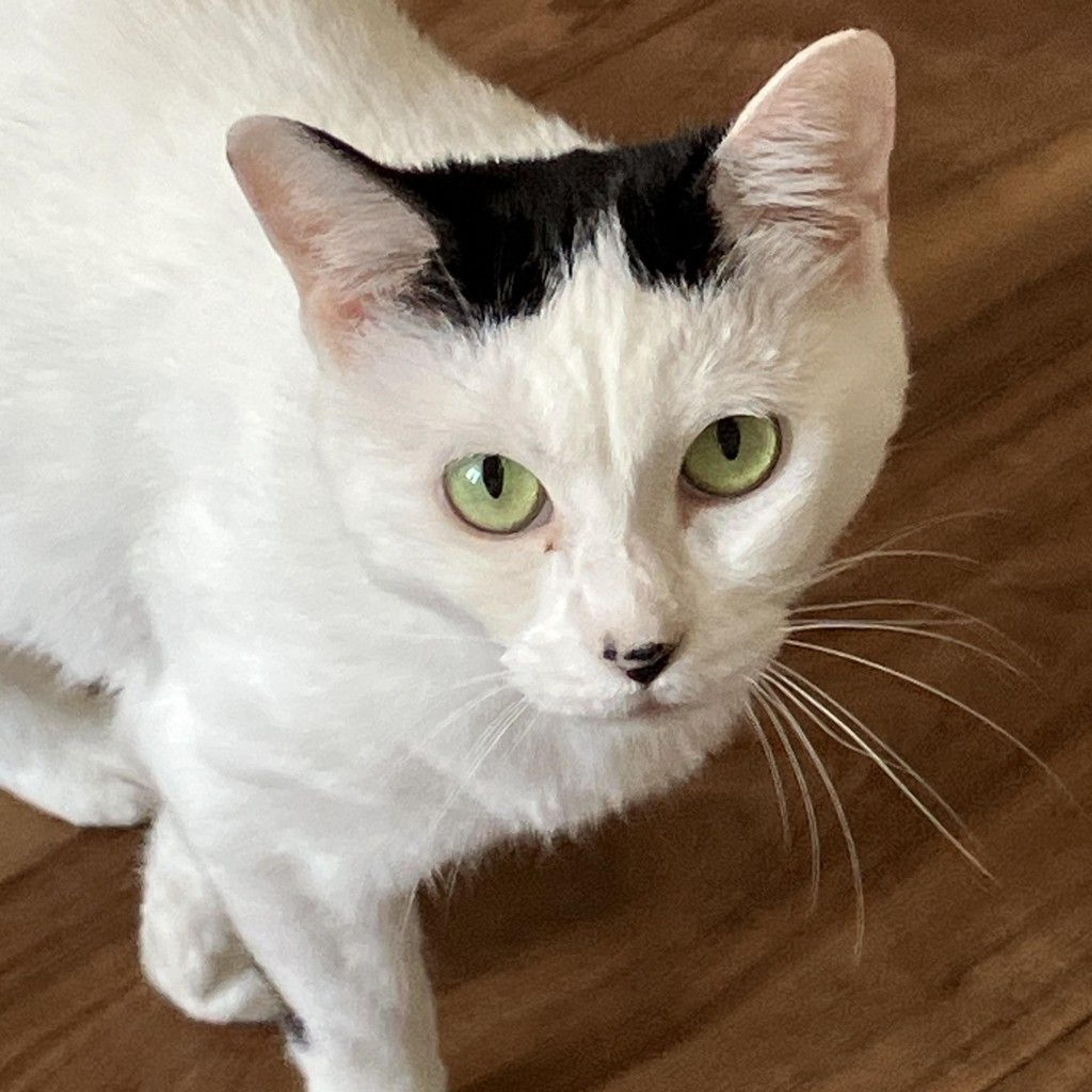 pet-image-6