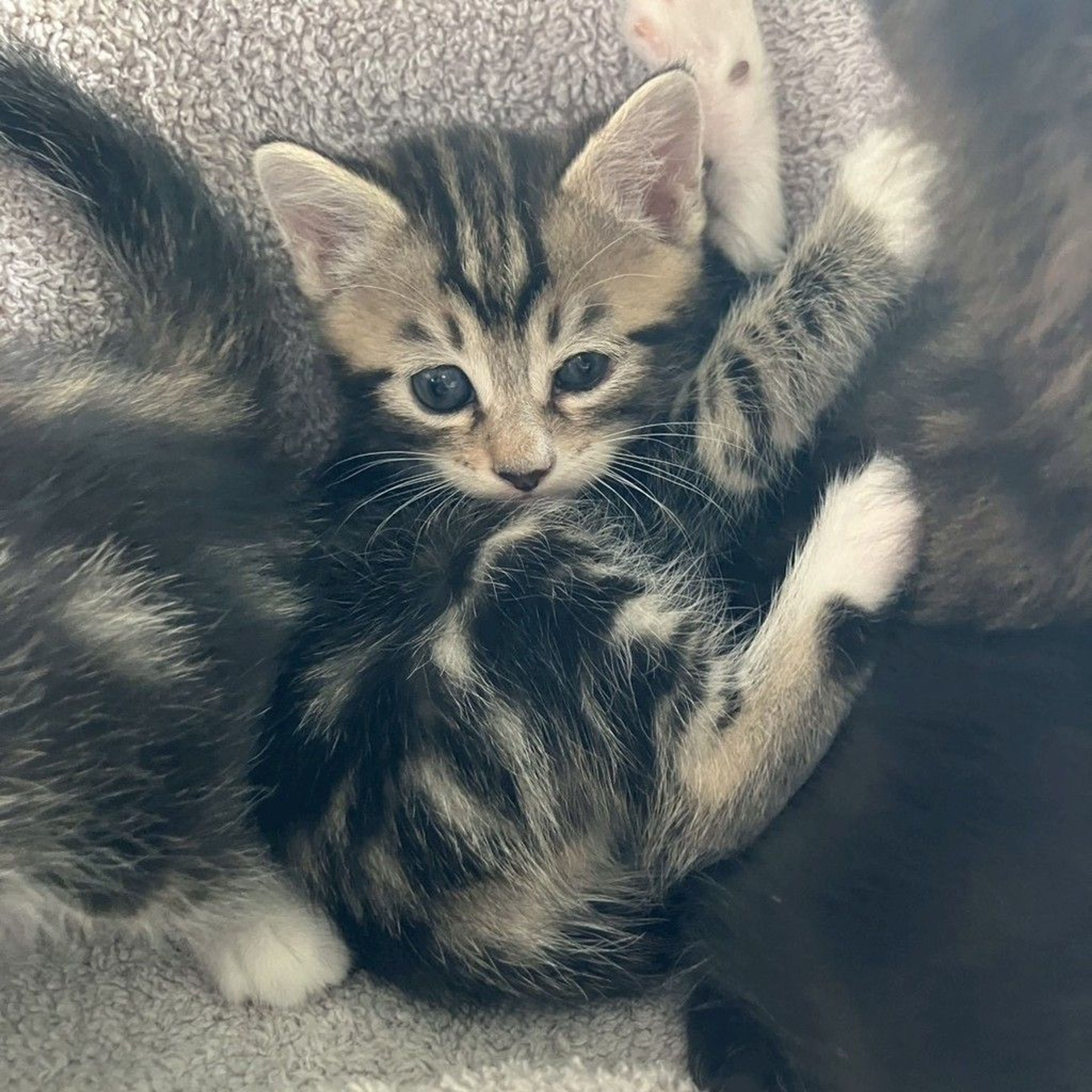 pet-image-2