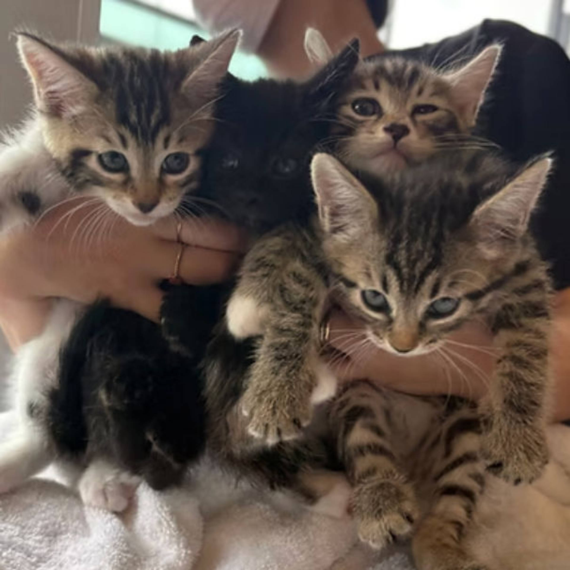 雑種（ミックス猫）・オスの里親募集の写真