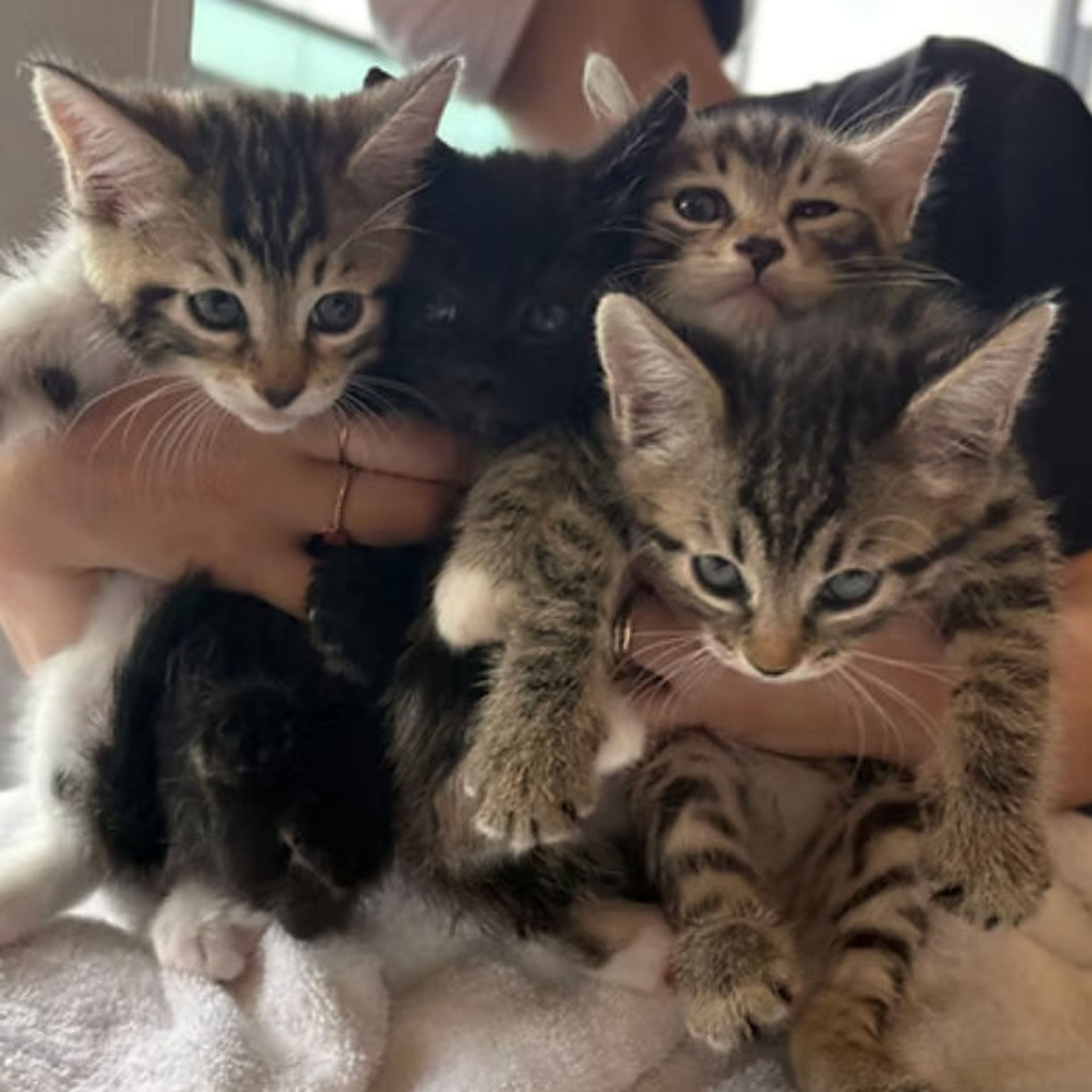 雑種（ミックス猫）・オスの里親募集の写真