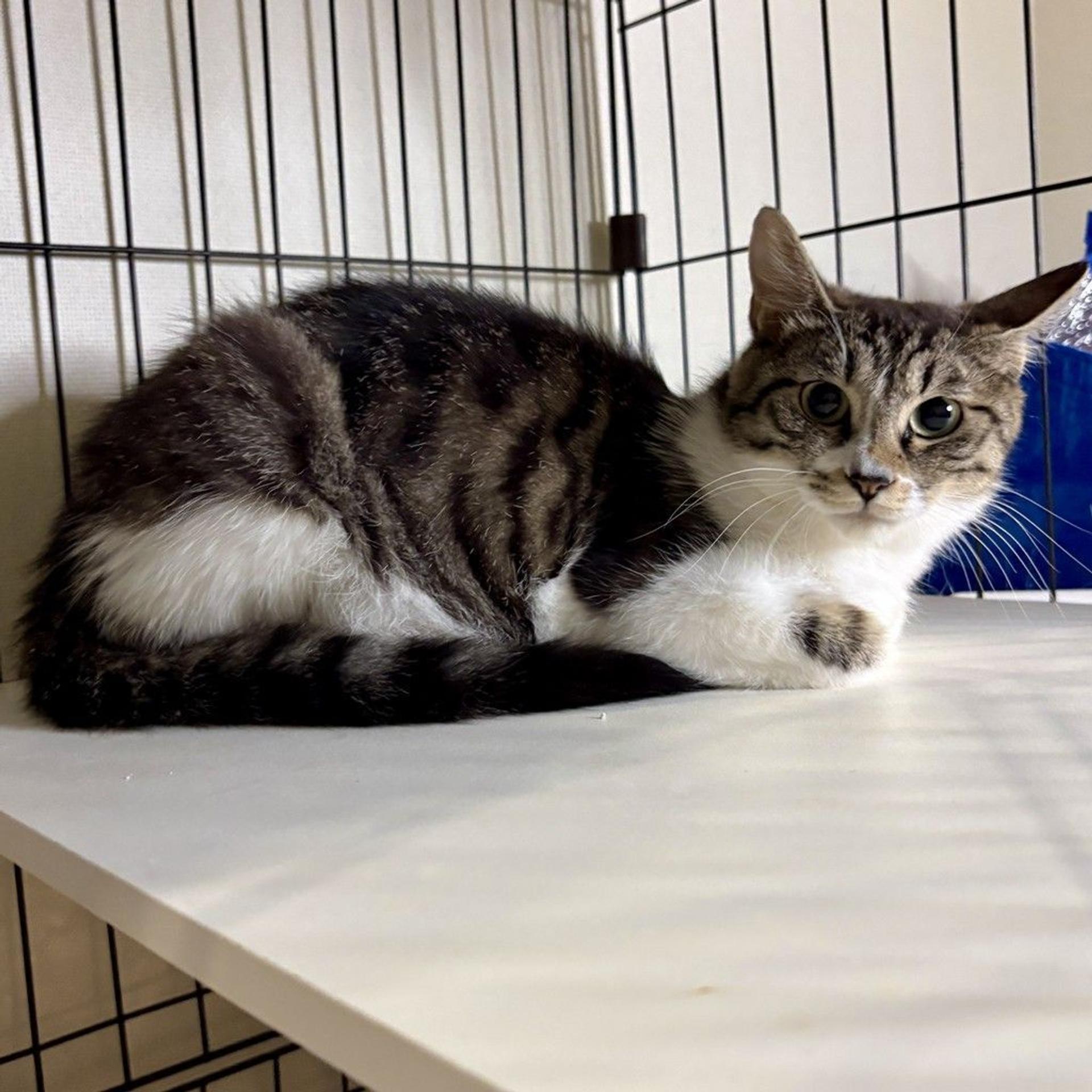 pet-image-8