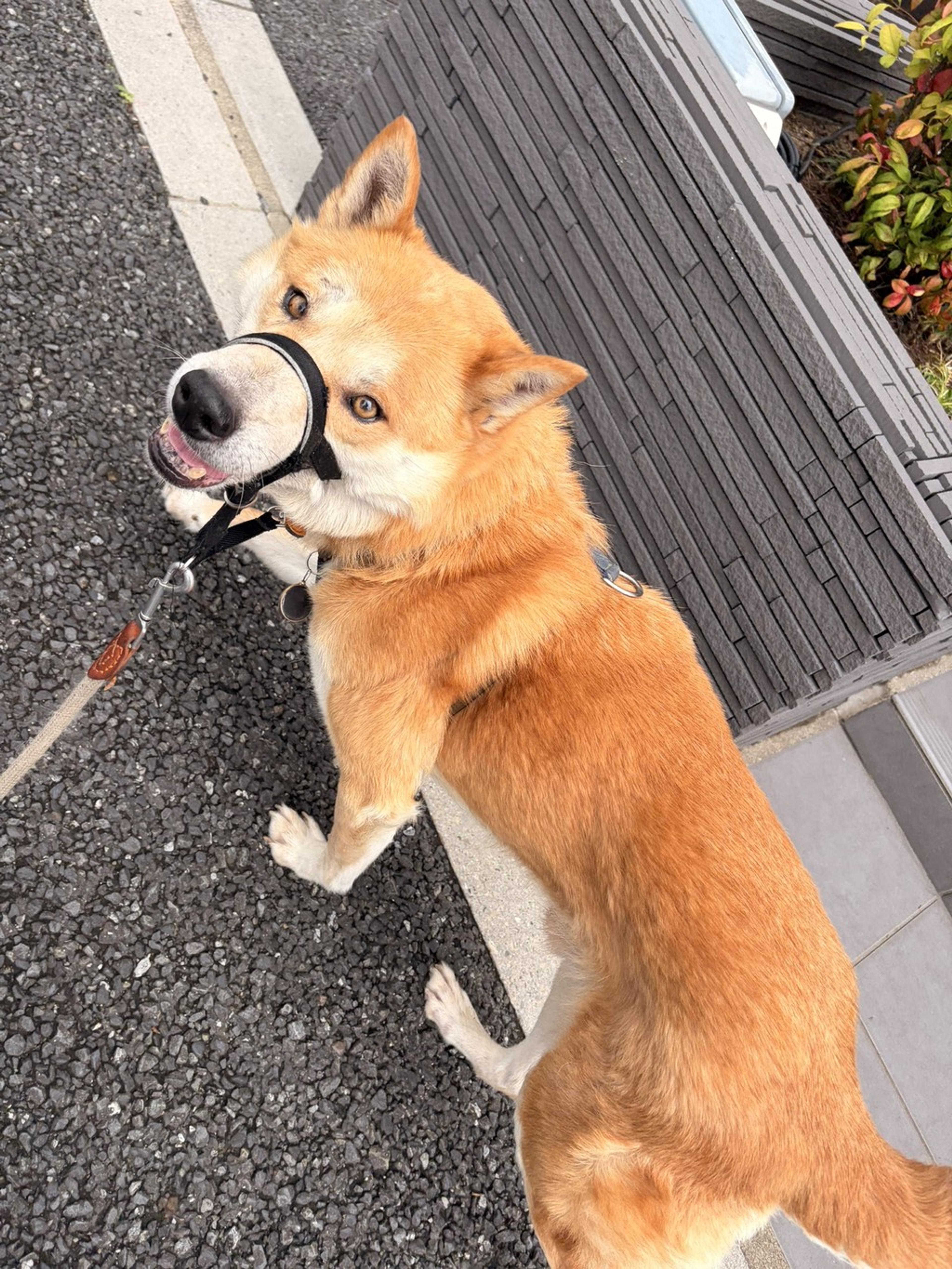 pet-image-2