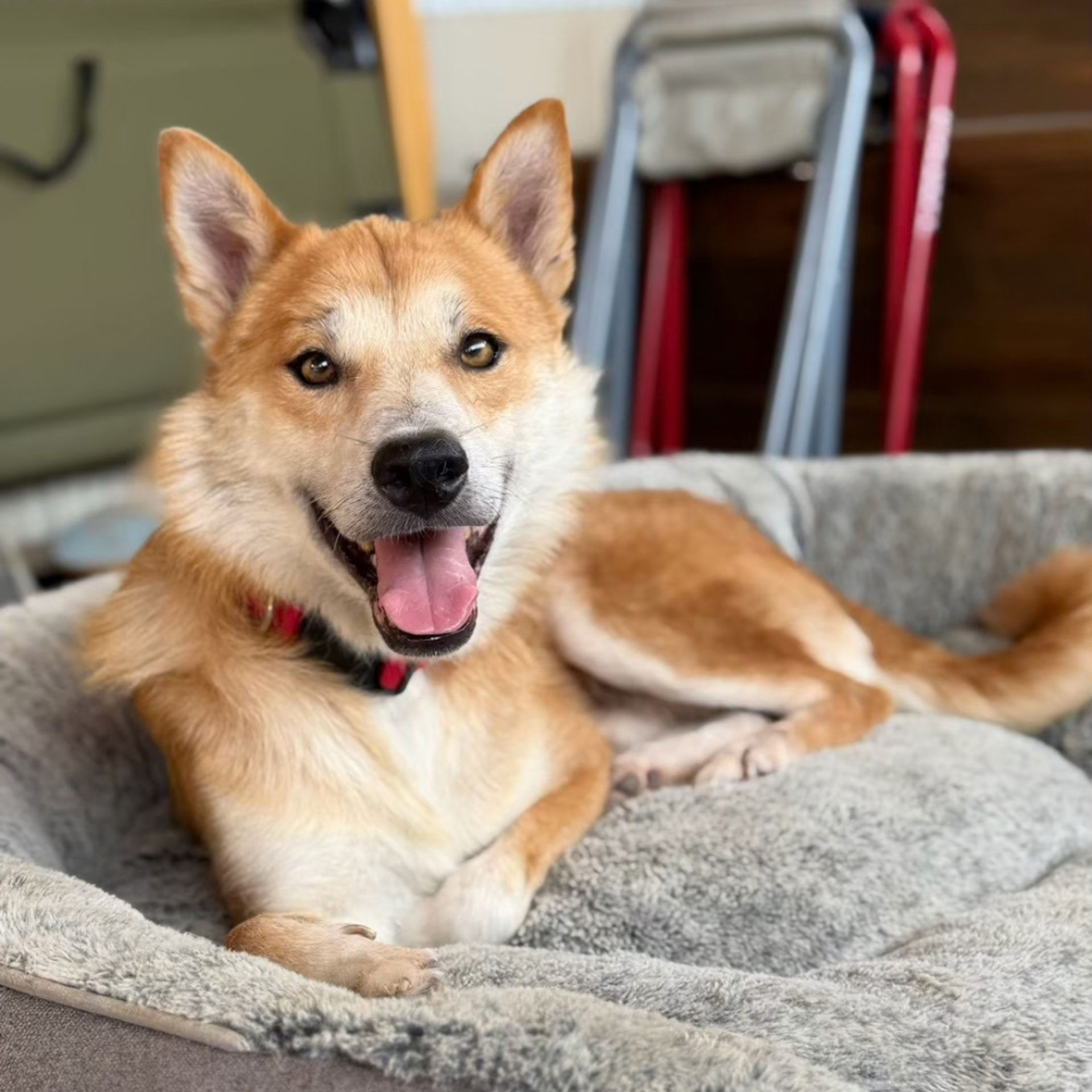 雑種（ミックス犬）・オスの里親募集の写真