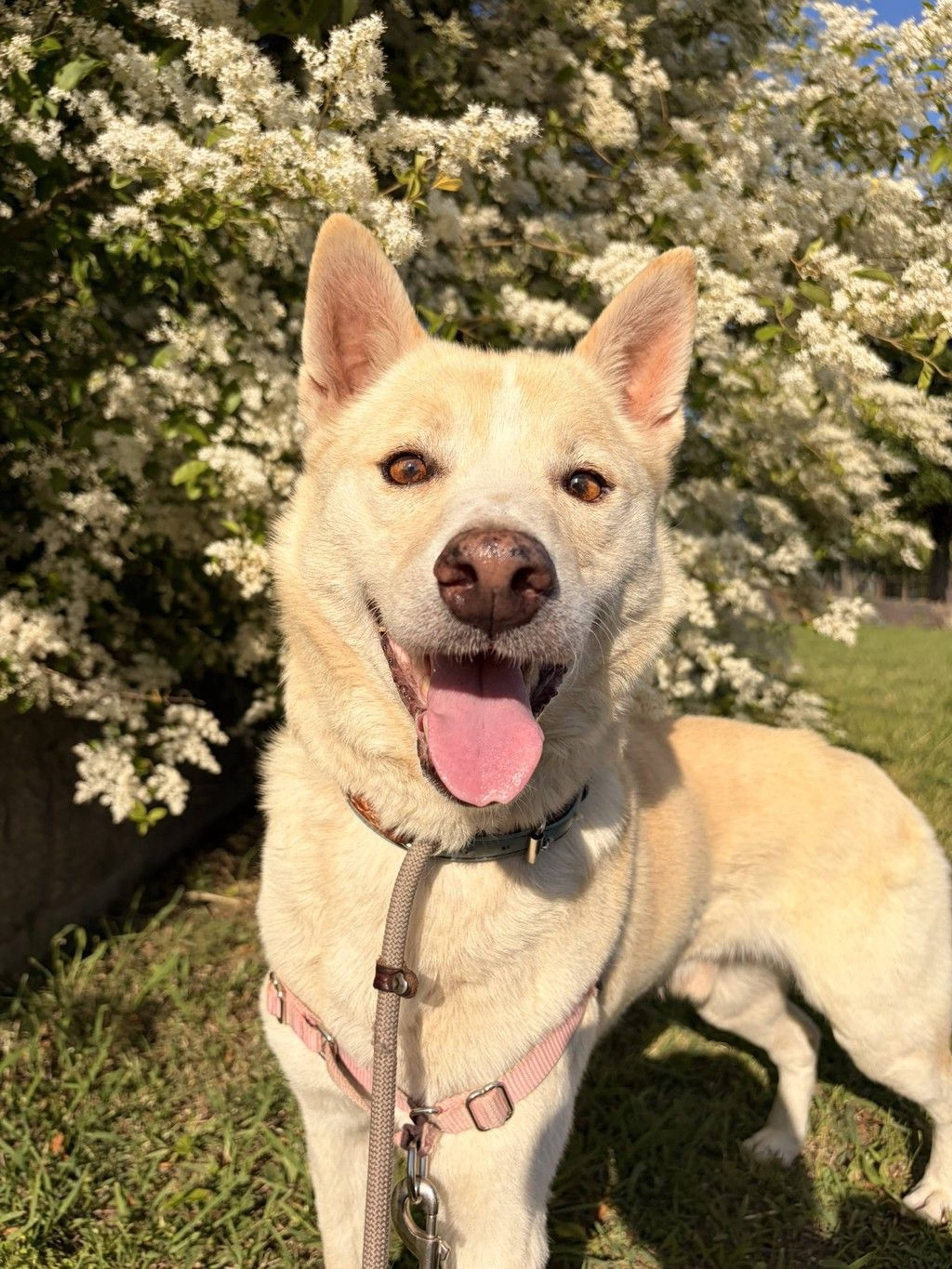 雑種（ミックス犬）・オスの里親募集の写真