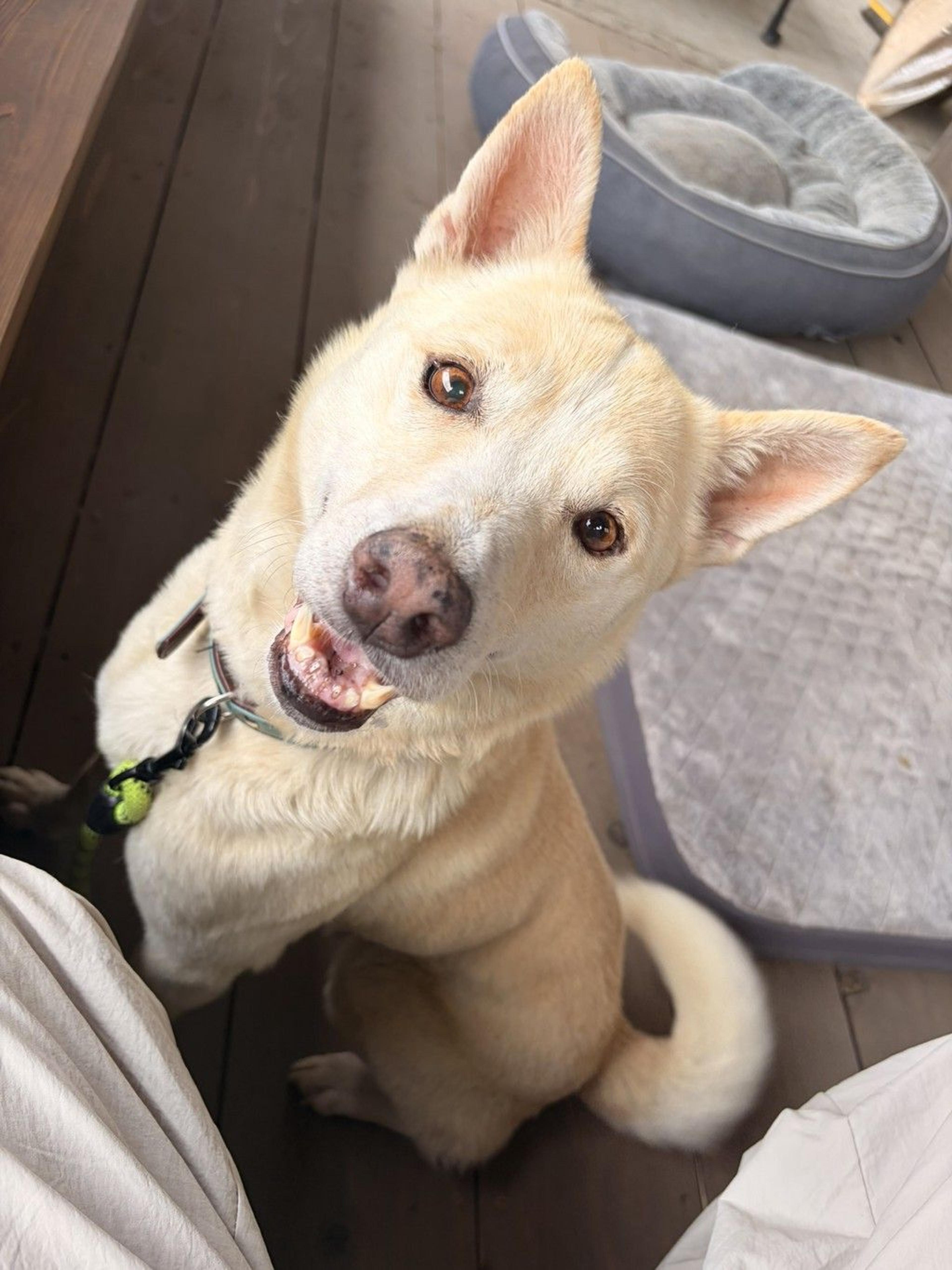pet-image-3