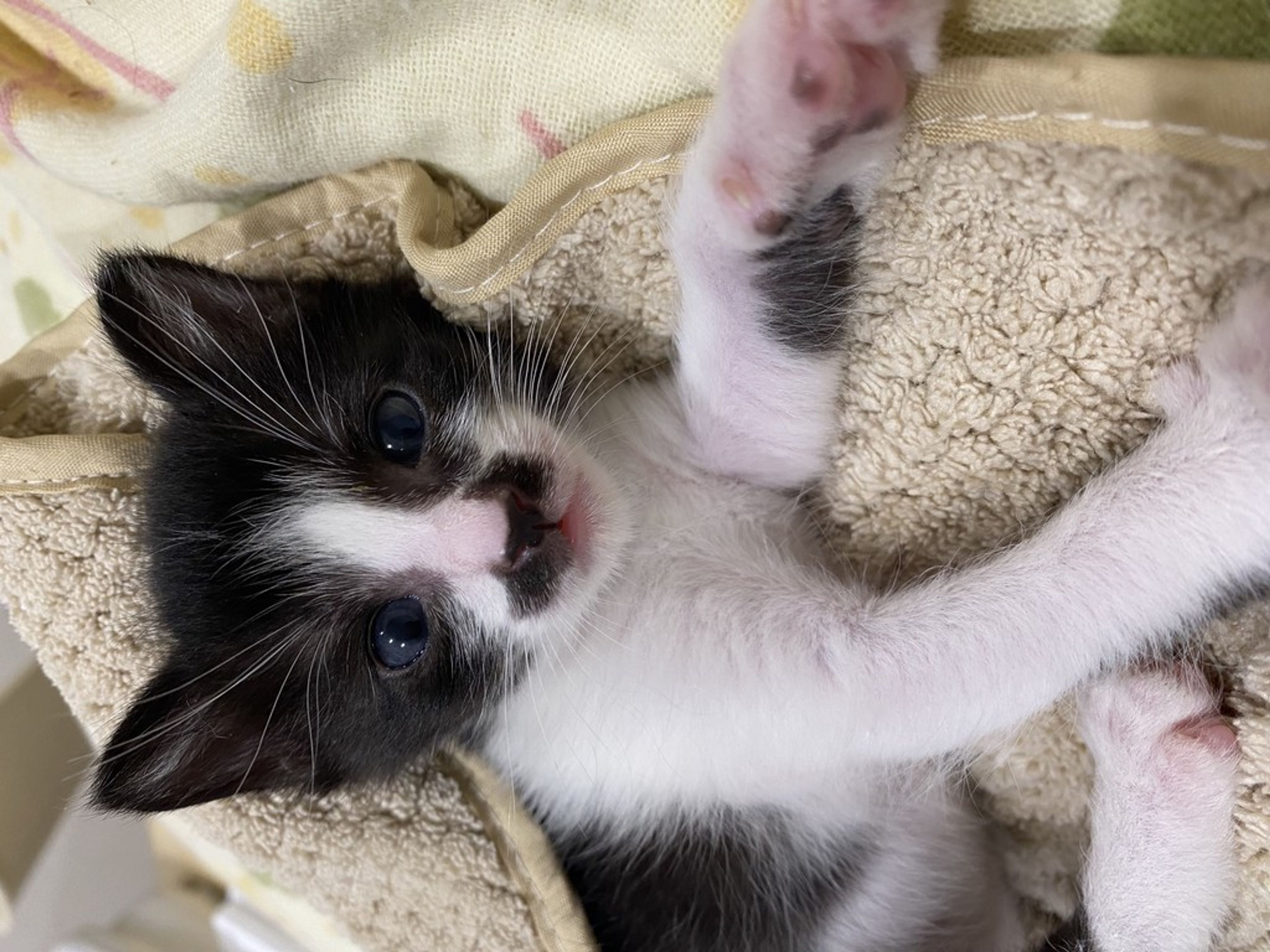 pet-image-2