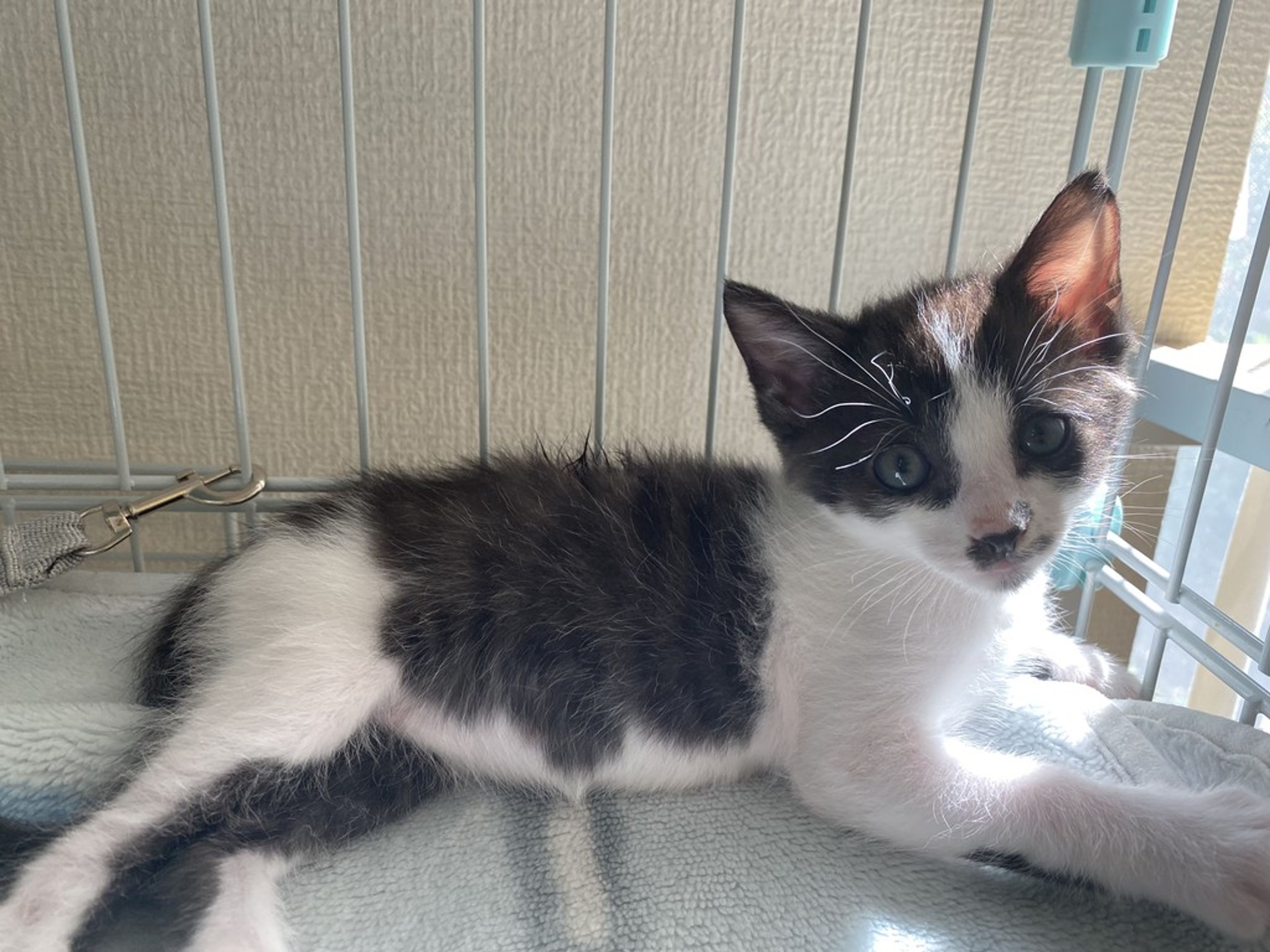 pet-image-3