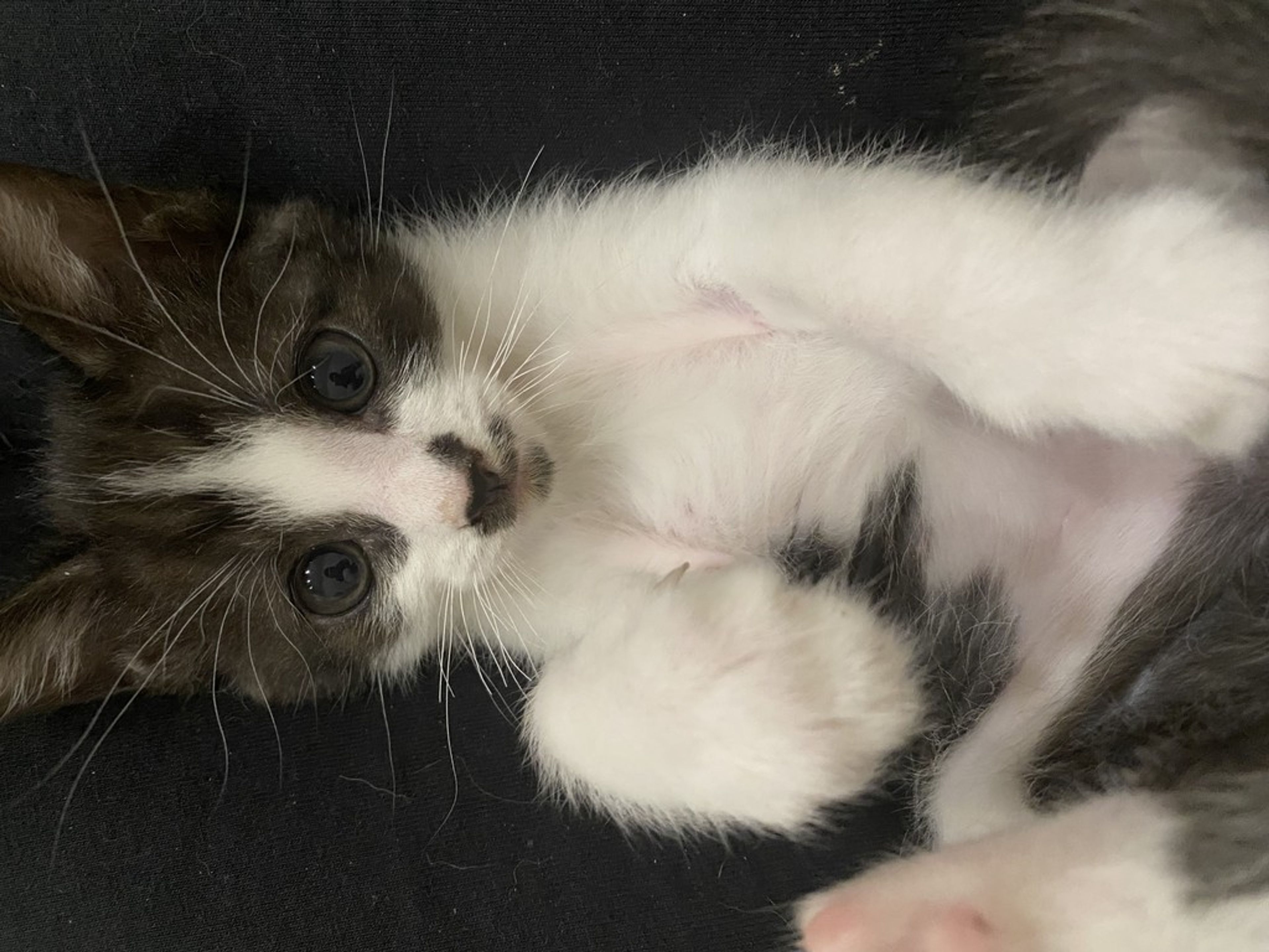 pet-image-4