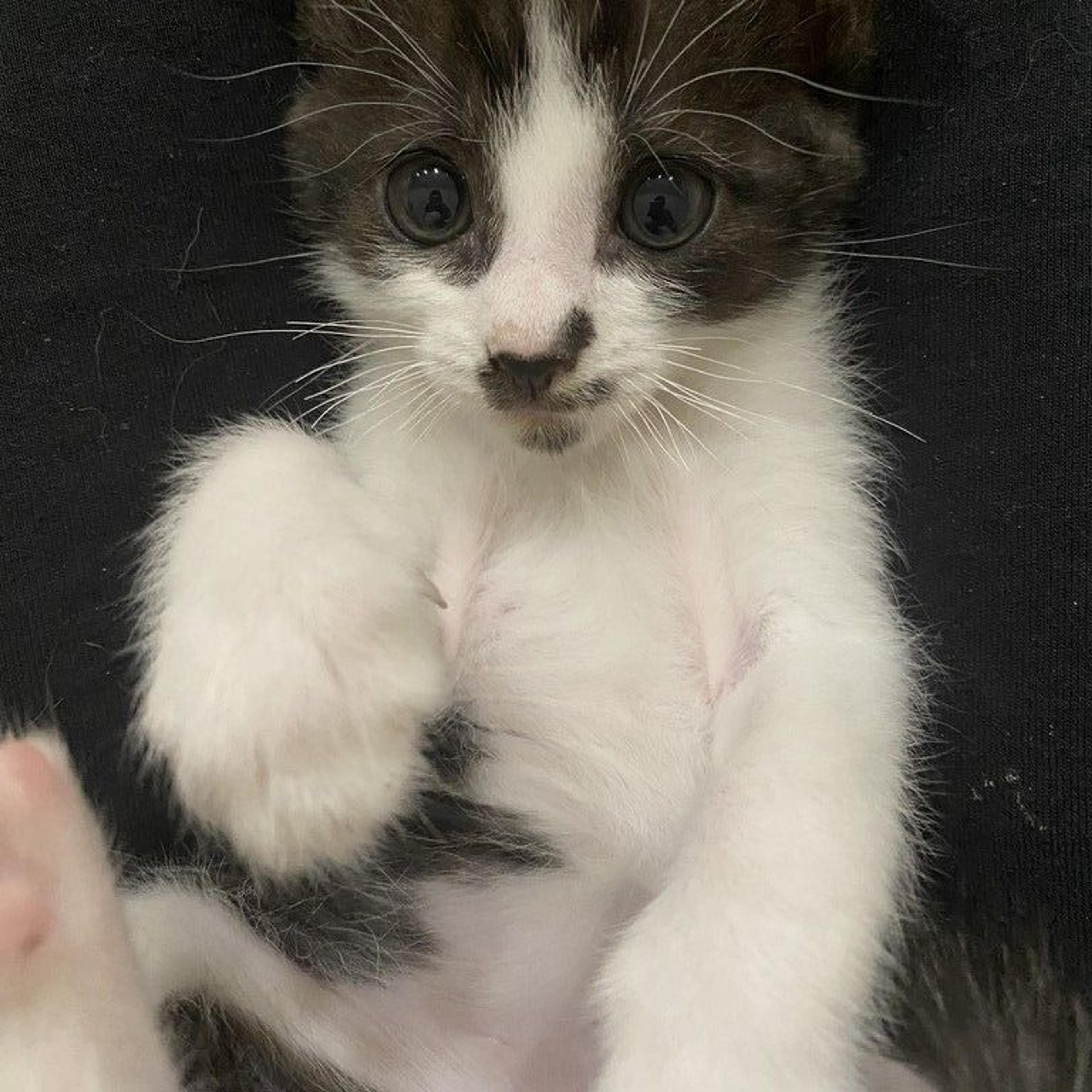 pet-image-4