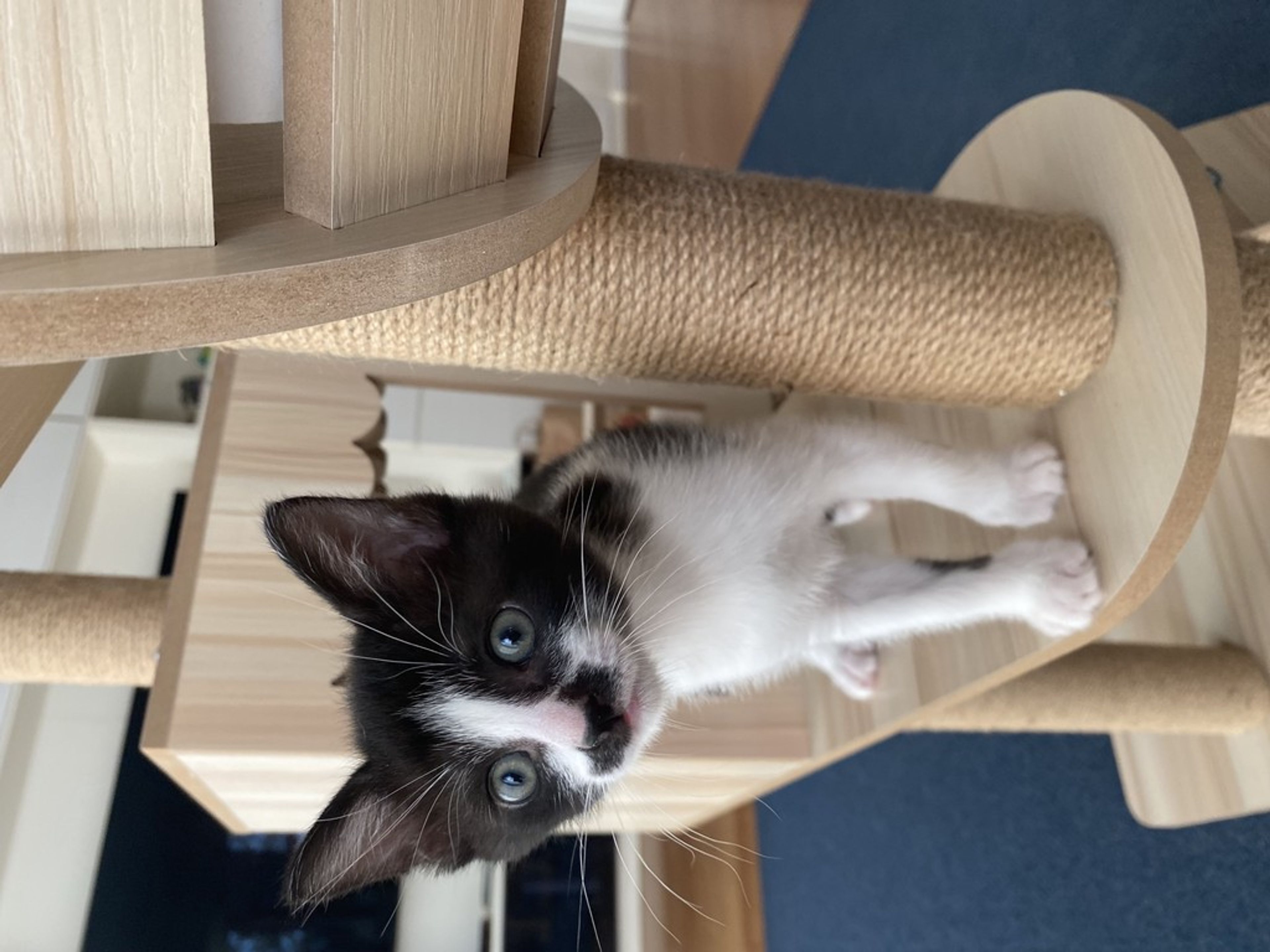 pet-image-4
