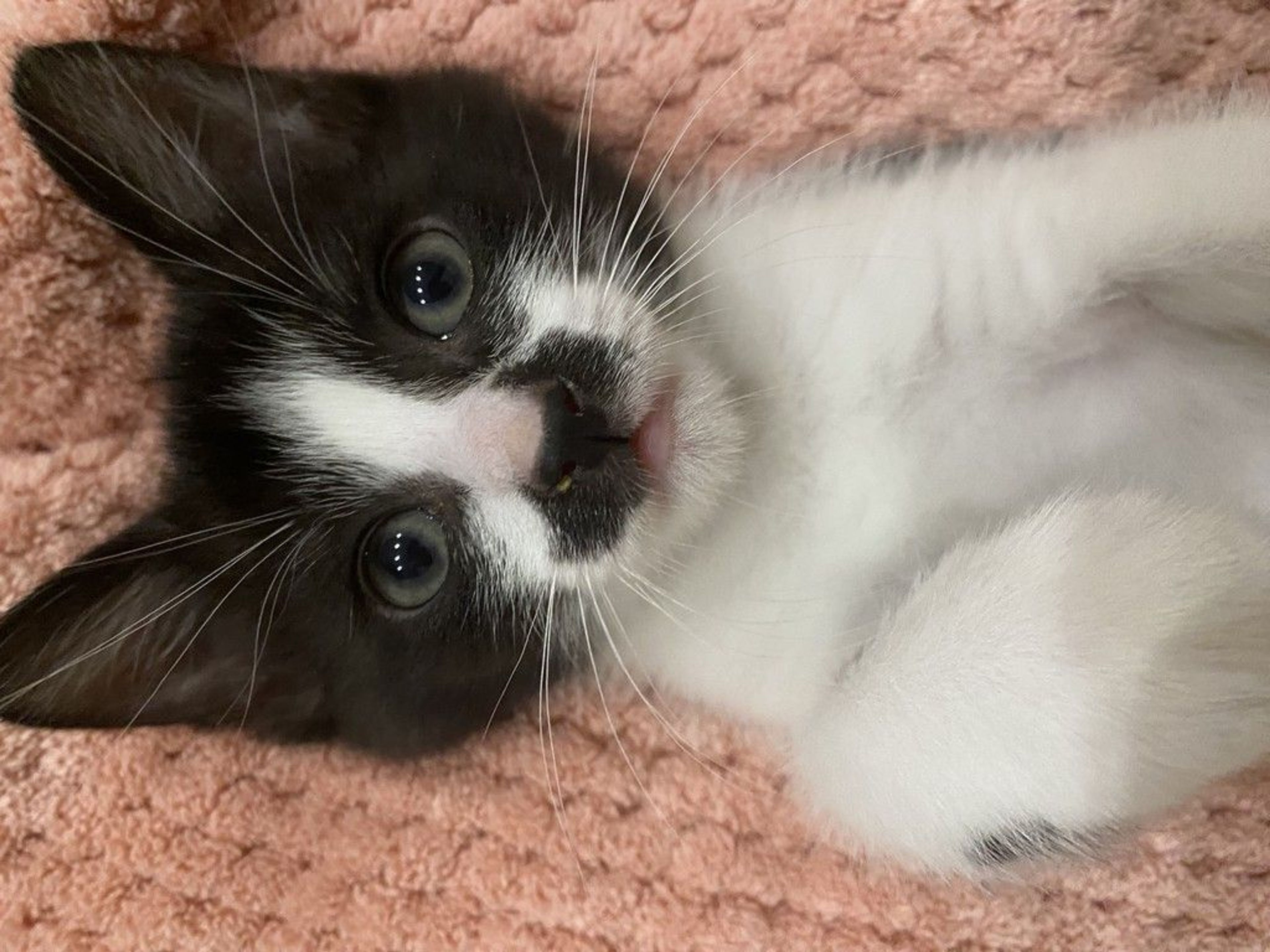雑種（ミックス猫）・オスの里親募集の写真
