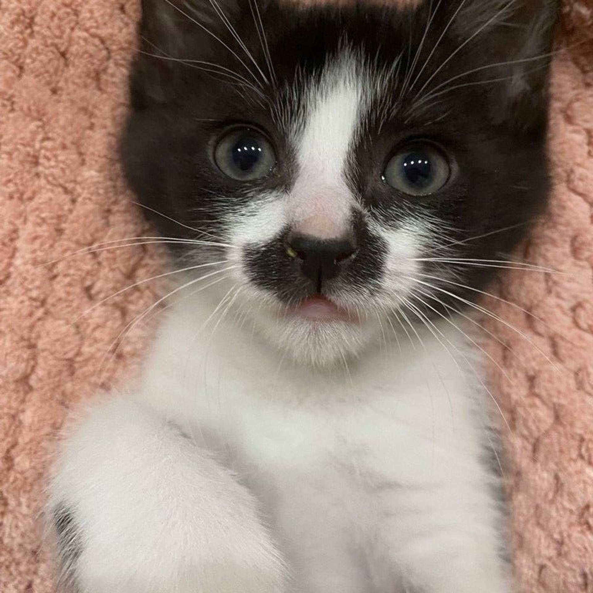 雑種（ミックス猫）・オスの里親募集の写真