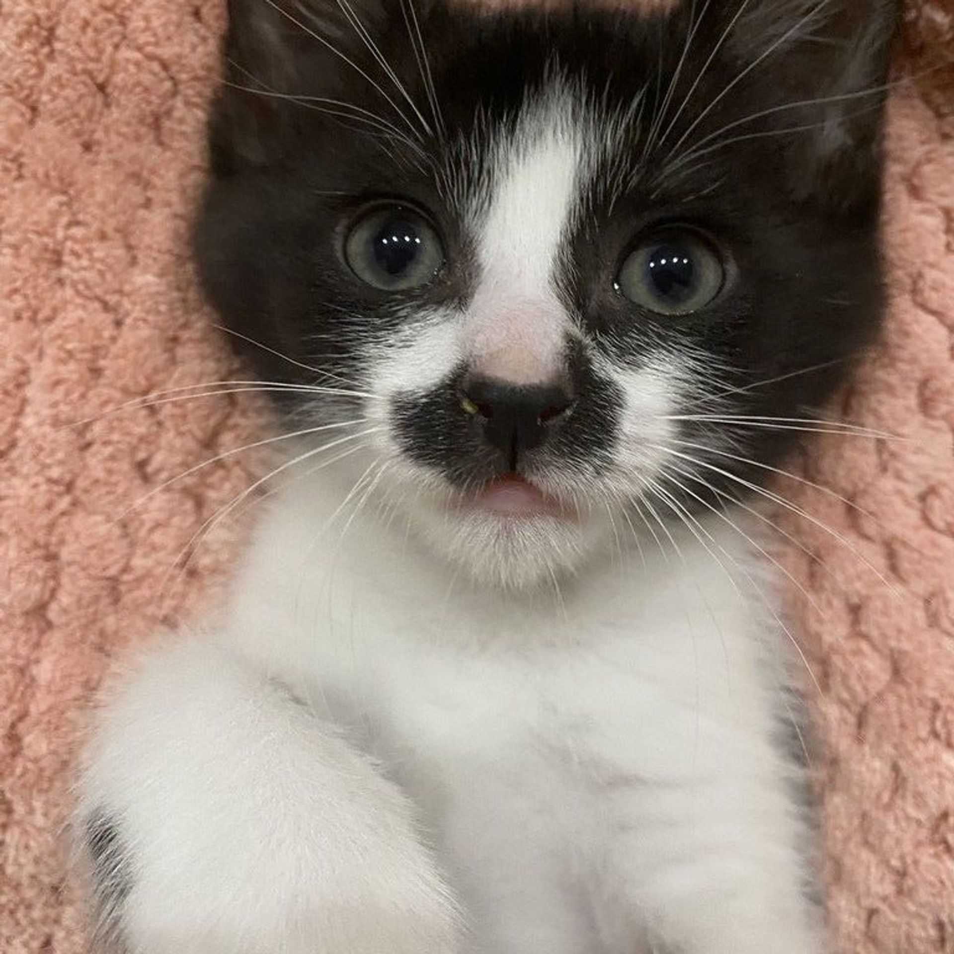 雑種（ミックス猫）・オスの里親募集の写真
