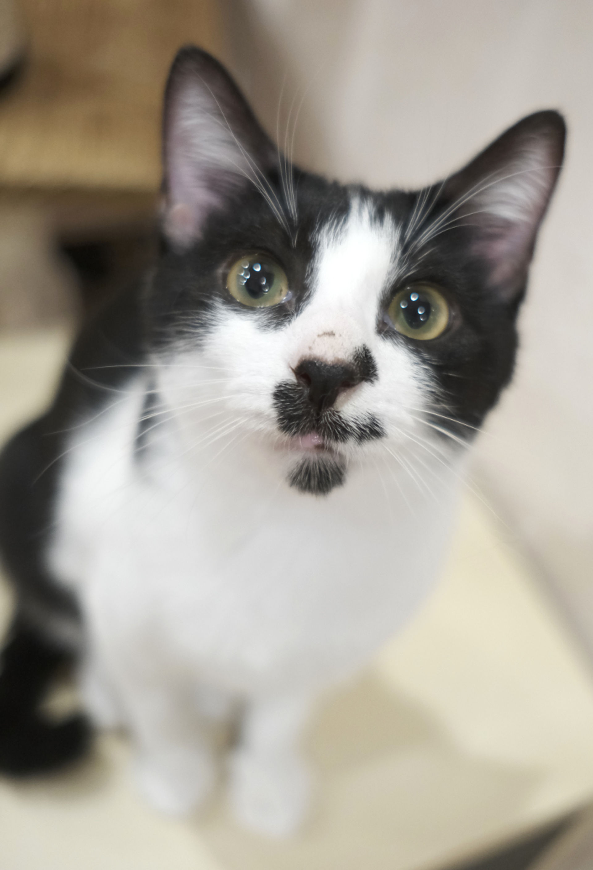 雑種（ミックス猫）・オスの里親募集の写真