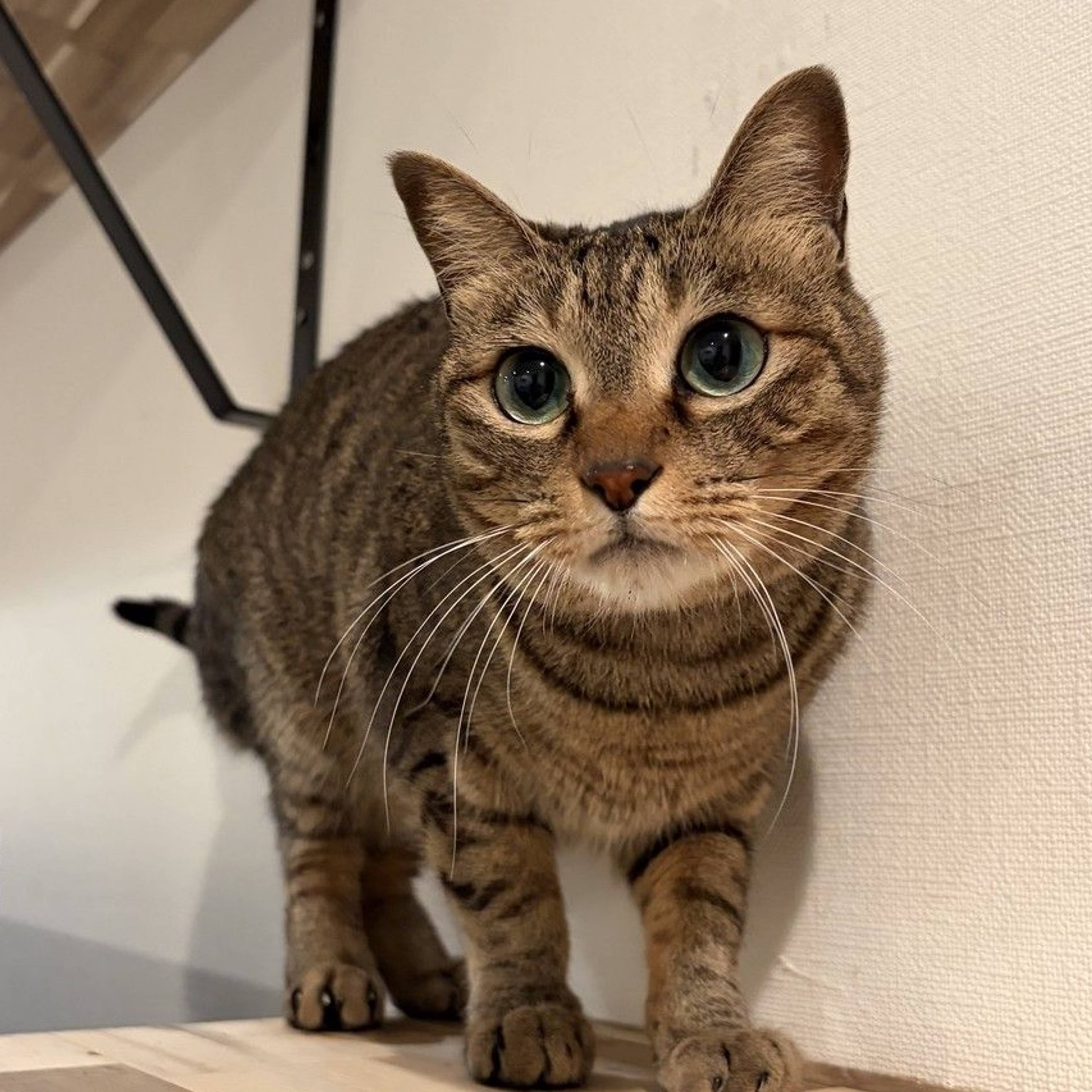 雑種（ミックス猫）・メスの里親募集の写真