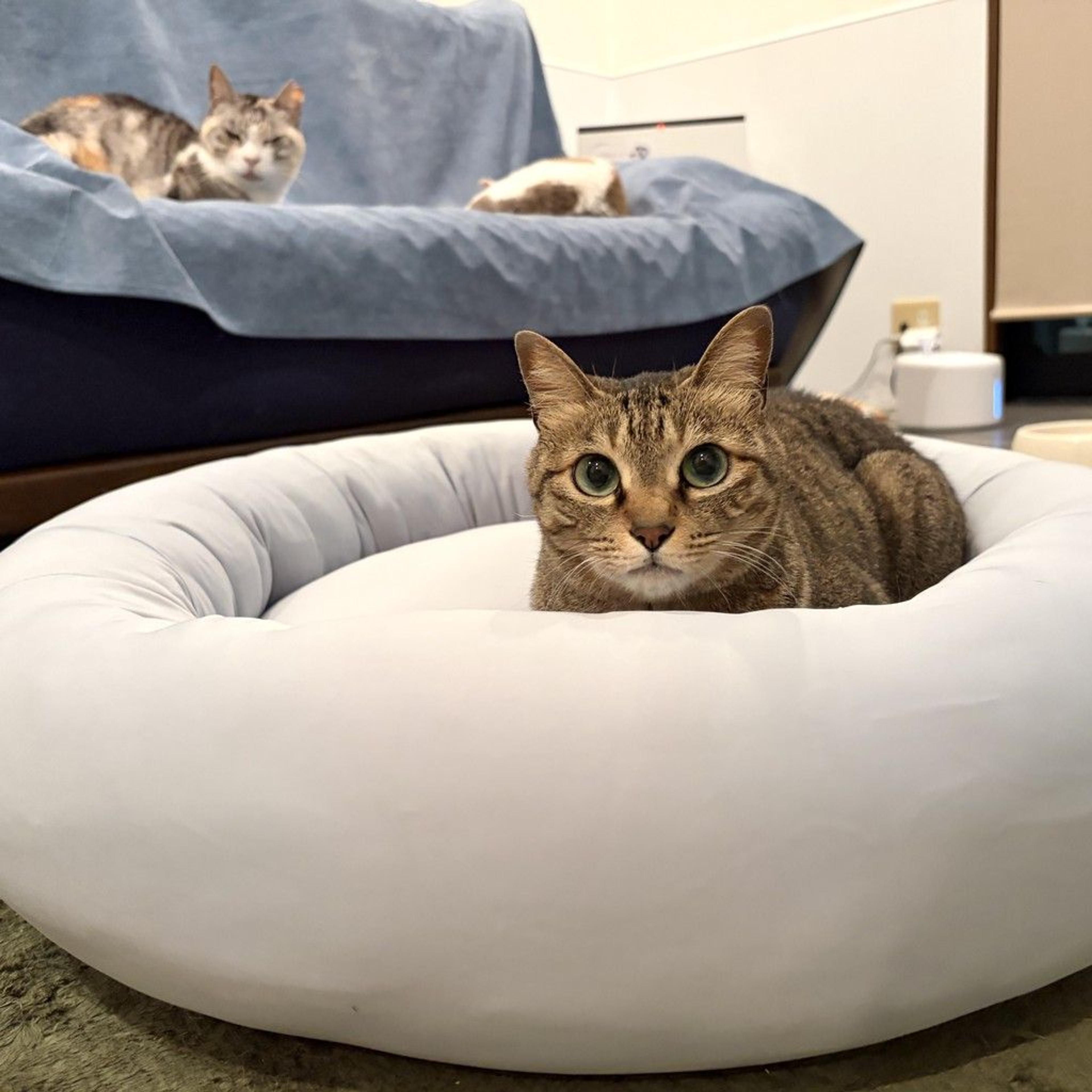 pet-image-2