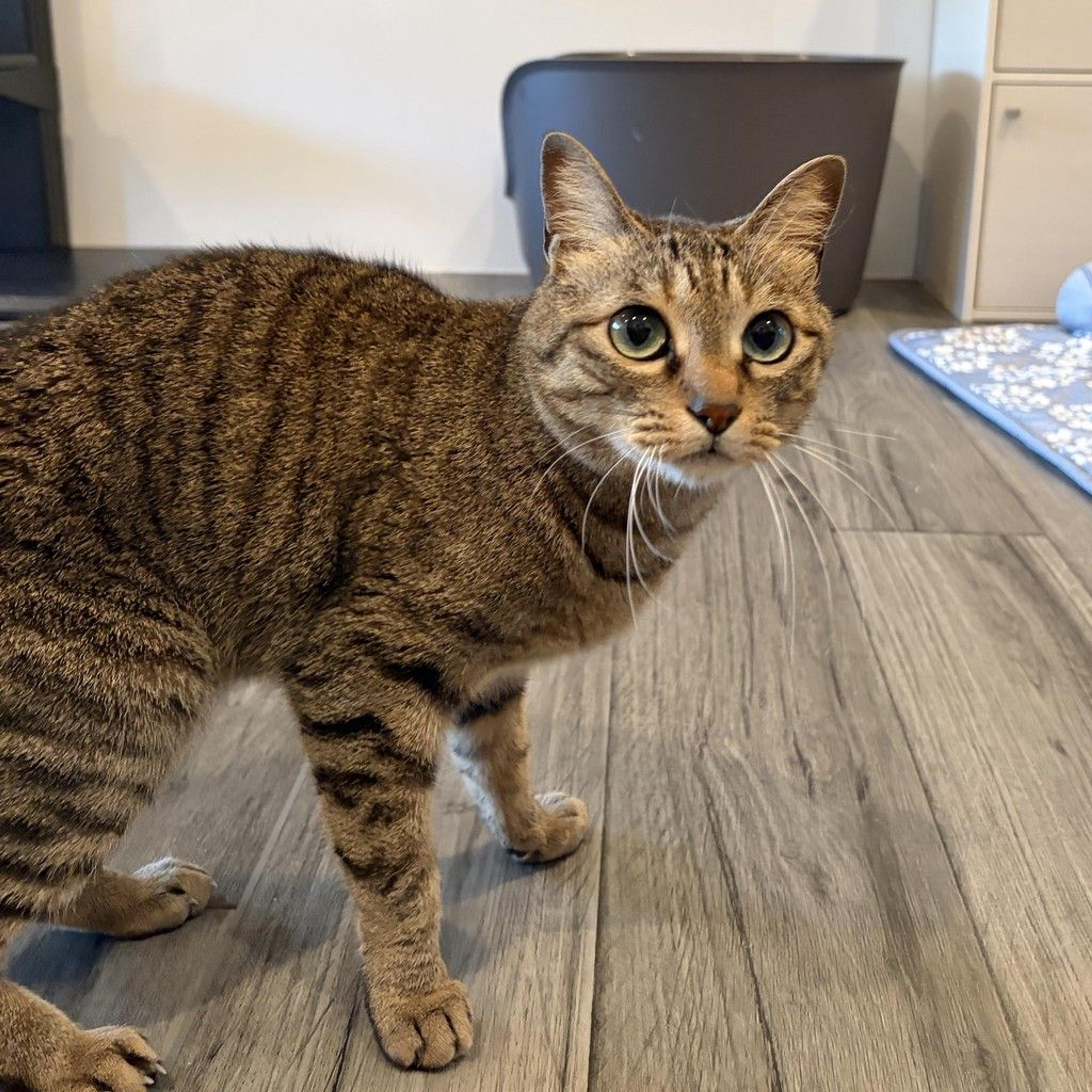 pet-image-3