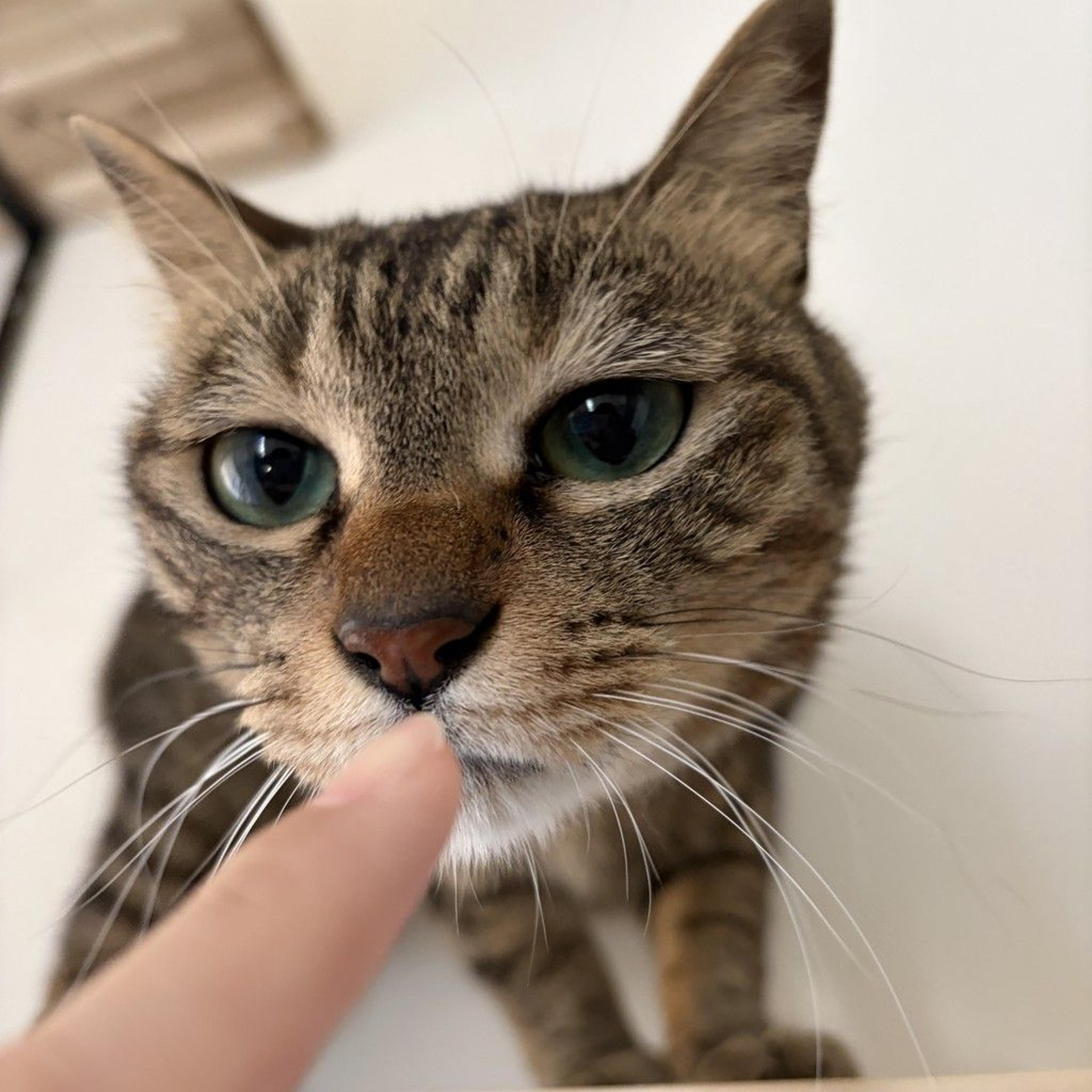 pet-image-4