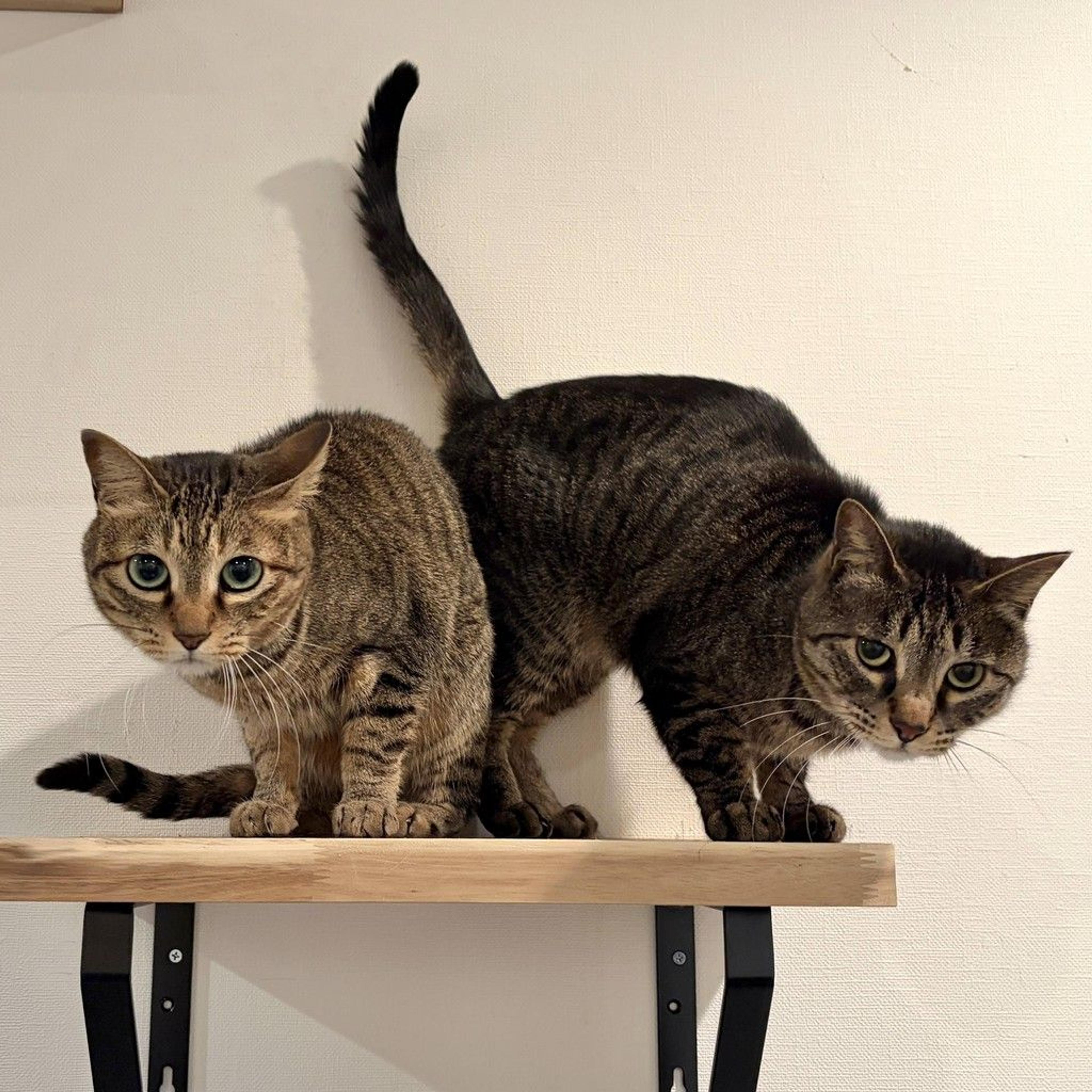 pet-image-6