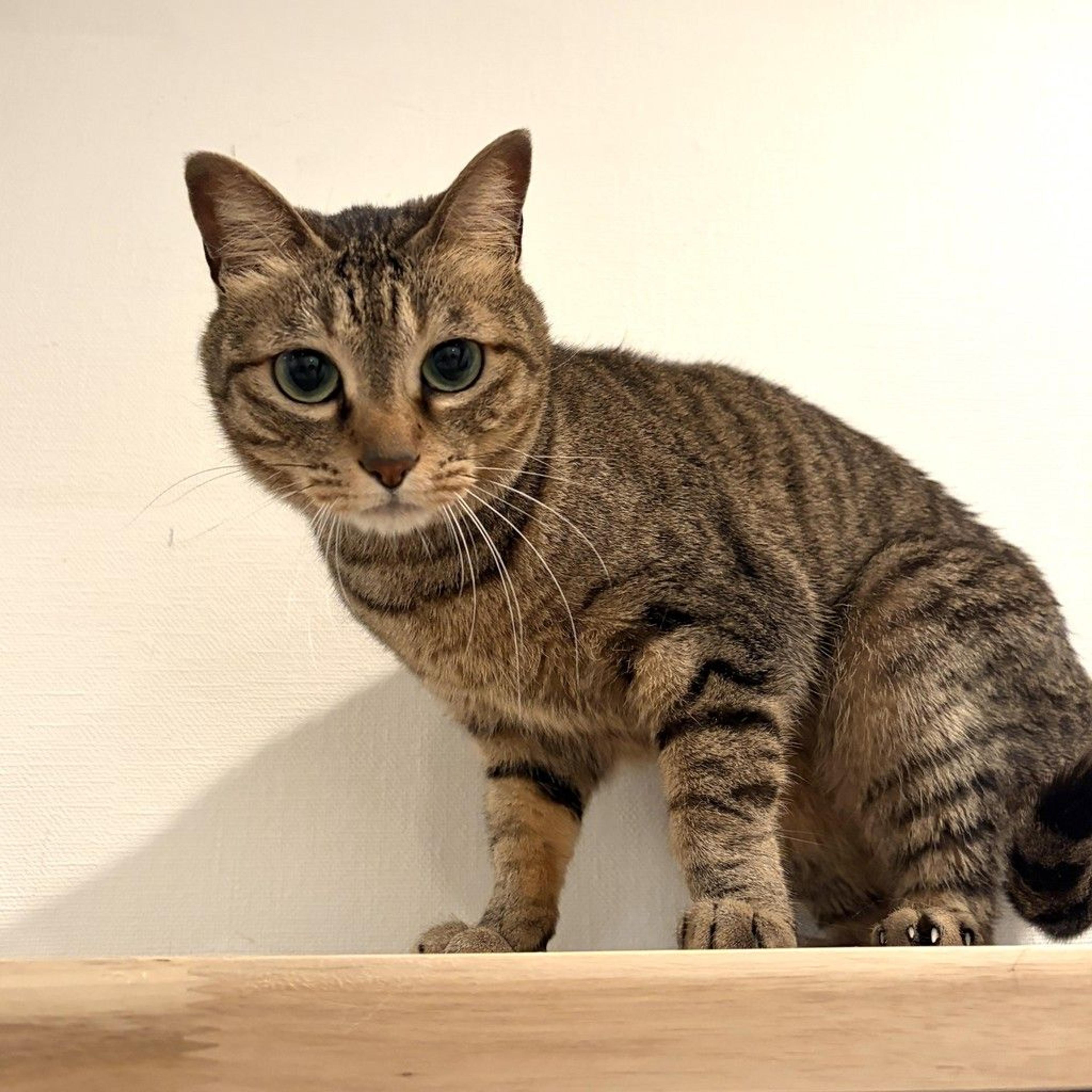 pet-image-7