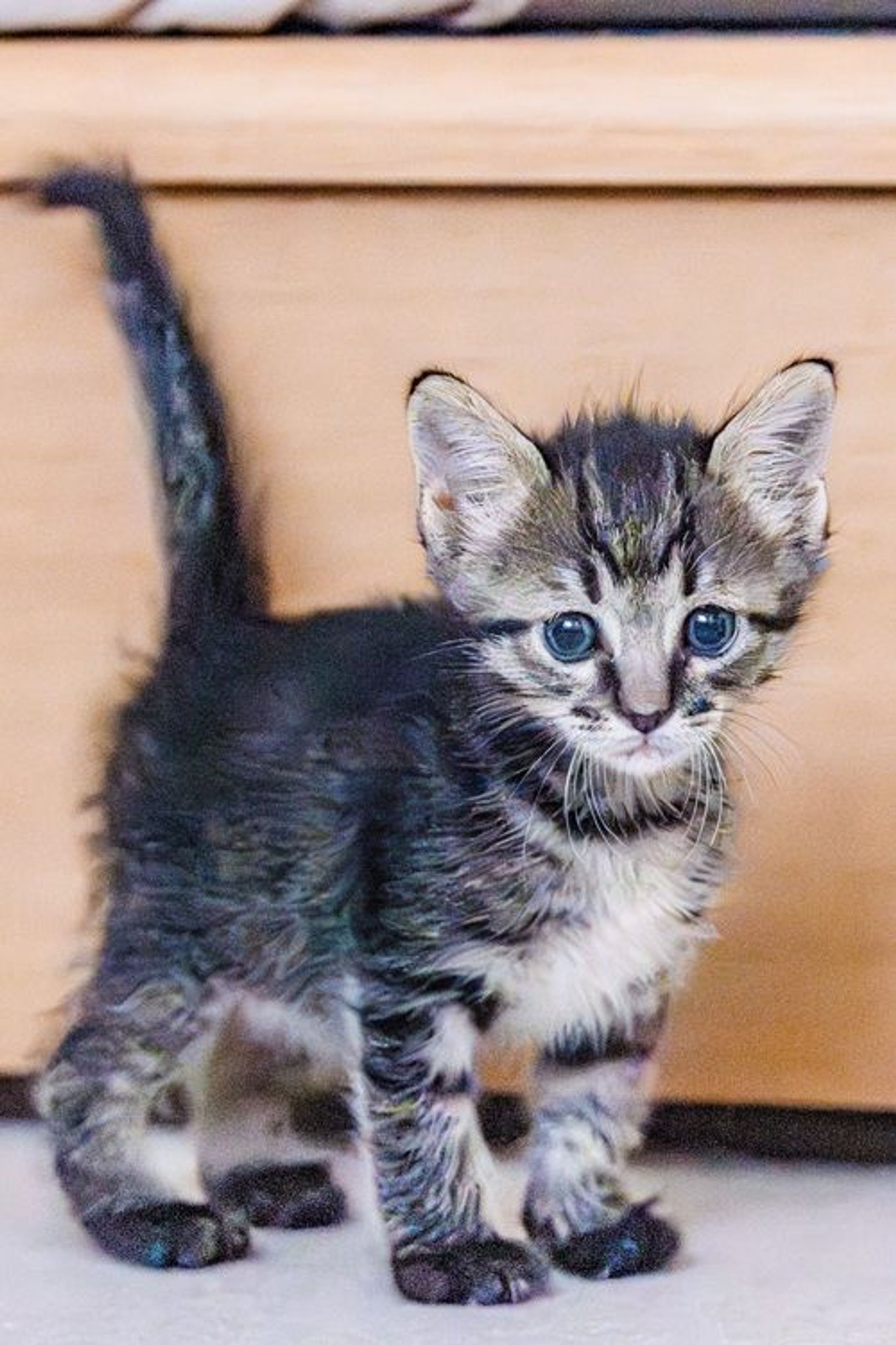 雑種（ミックス猫）・オスの里親募集の写真