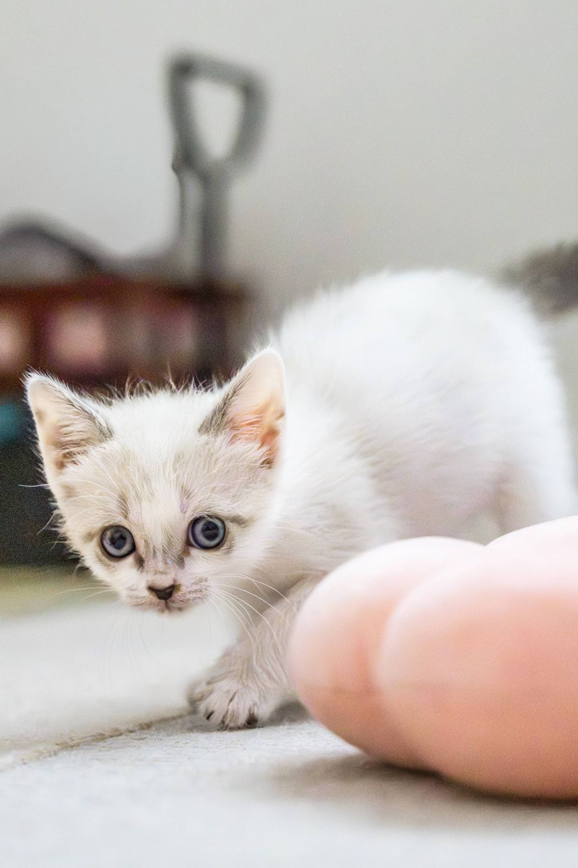 雑種（ミックス猫）・メスの里親募集の写真