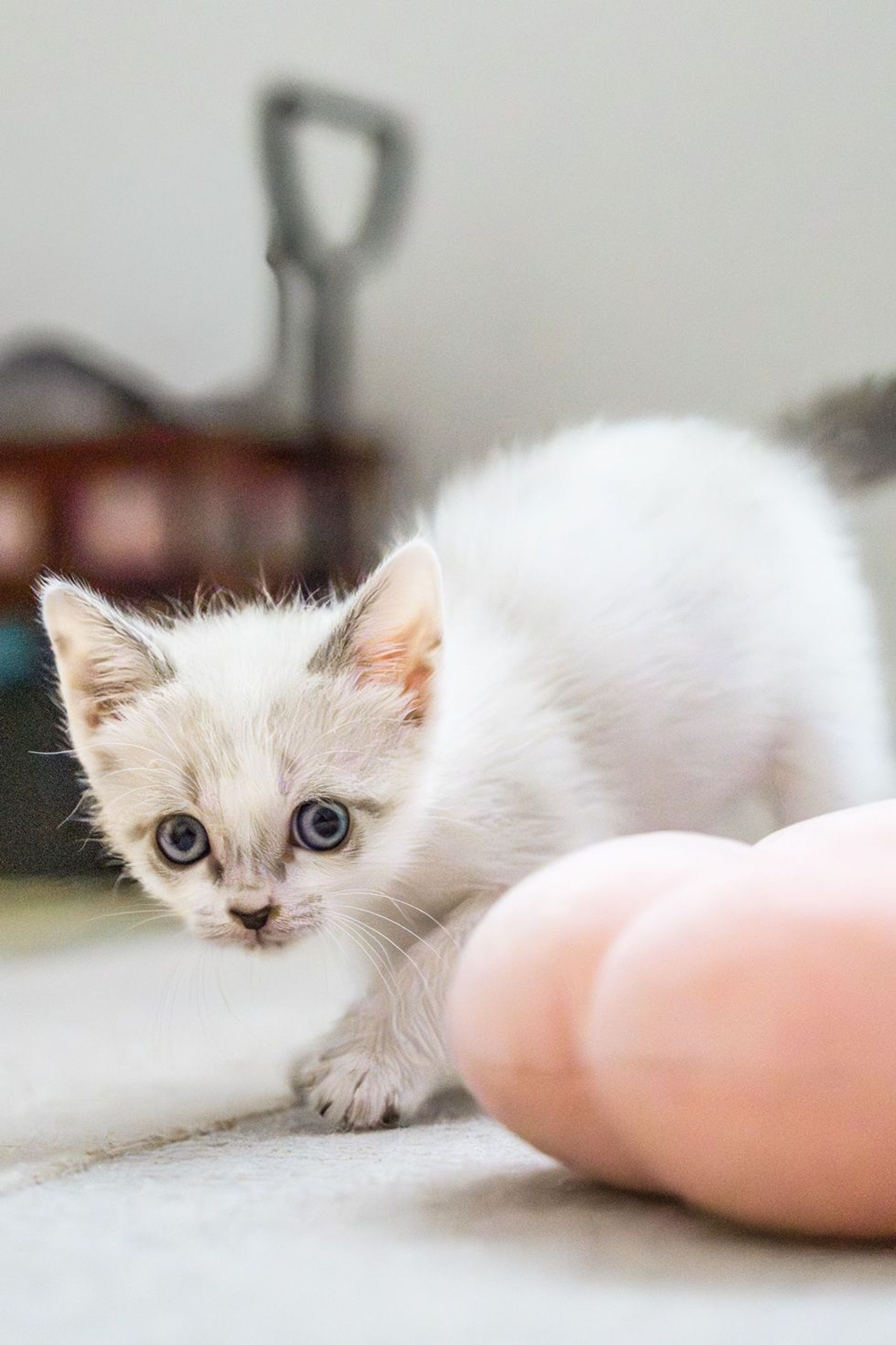 雑種（ミックス猫）・メスの里親募集の写真