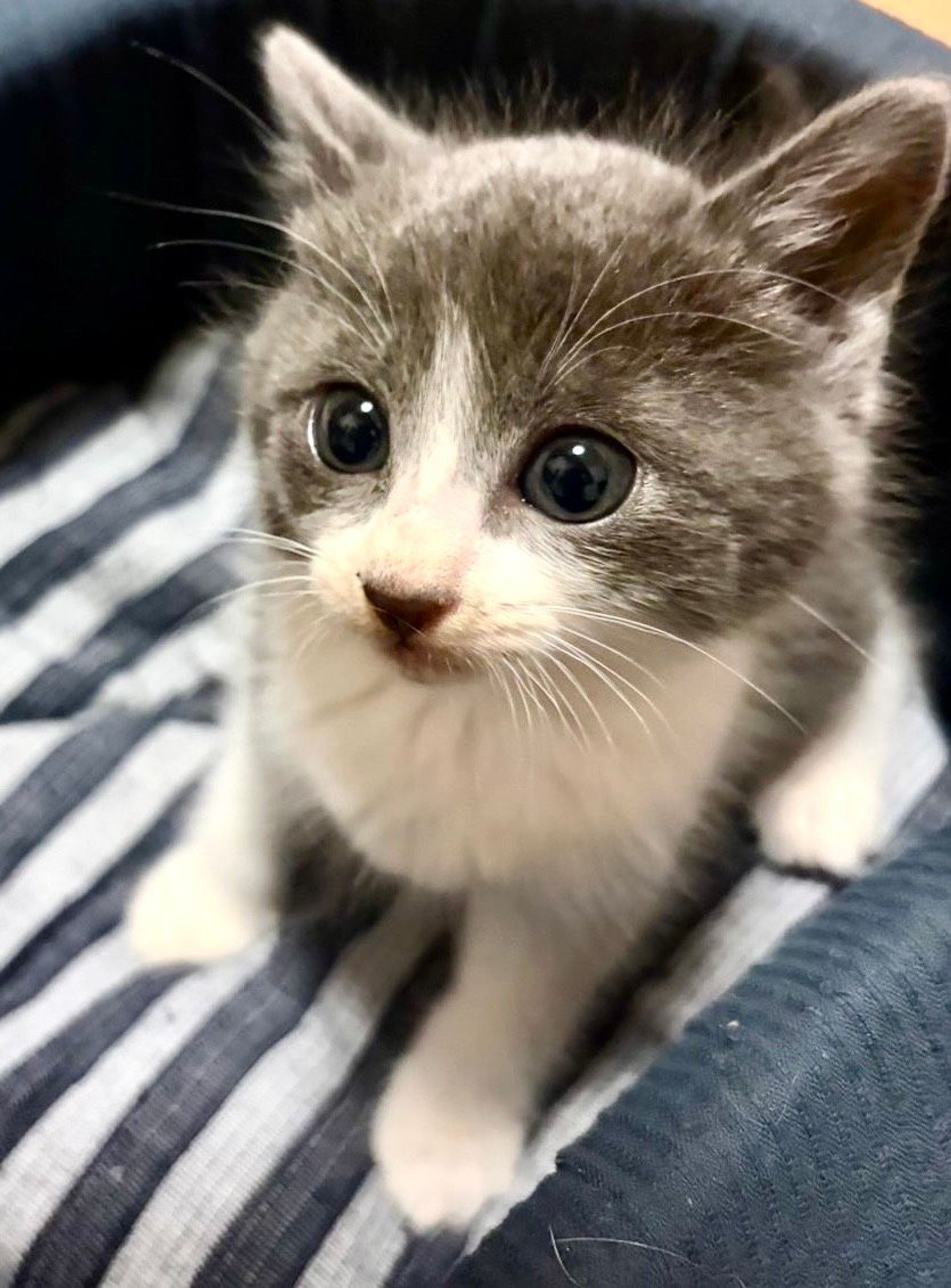 雑種（ミックス猫）・オスの里親募集の写真