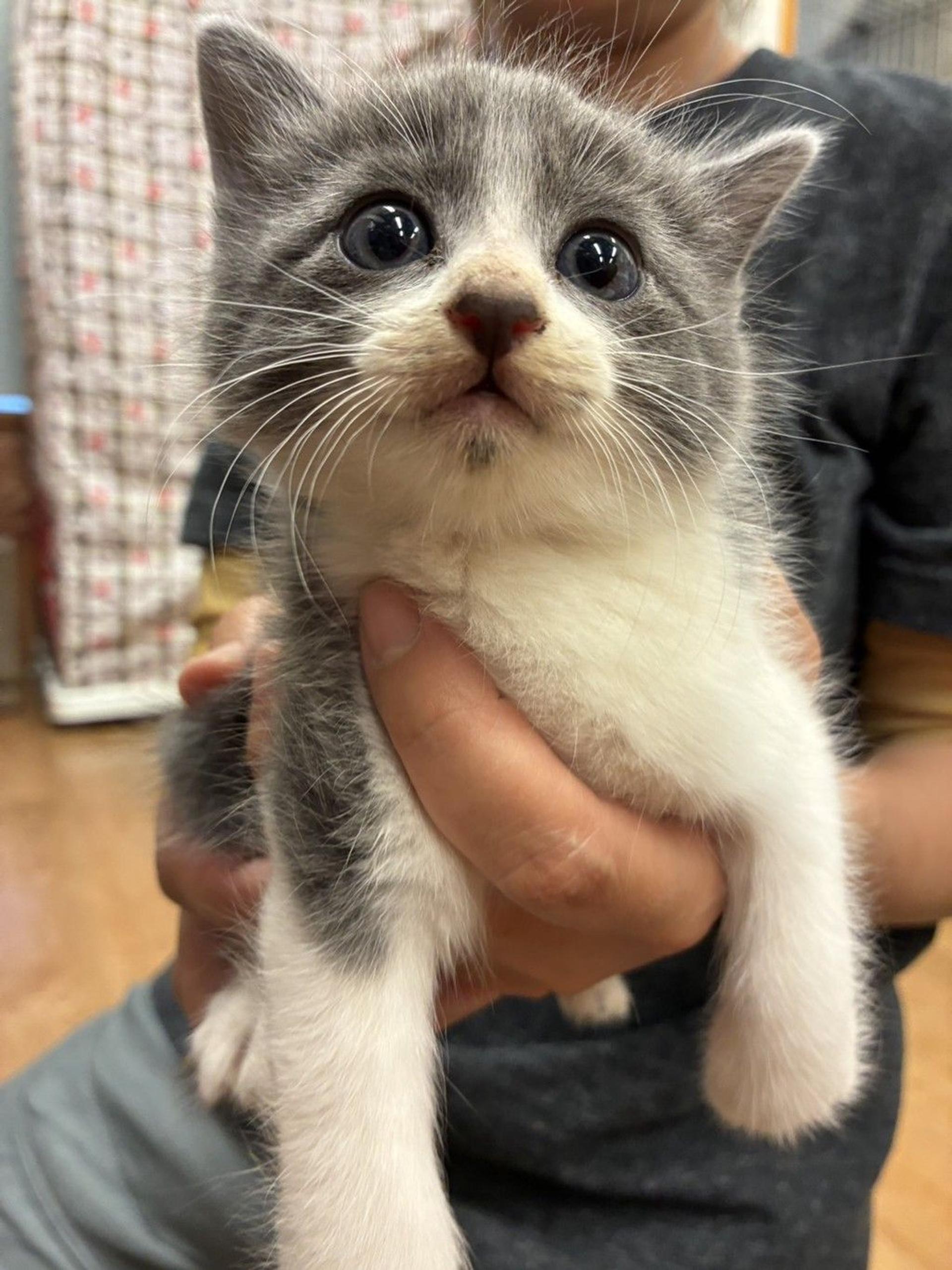 pet-image-3