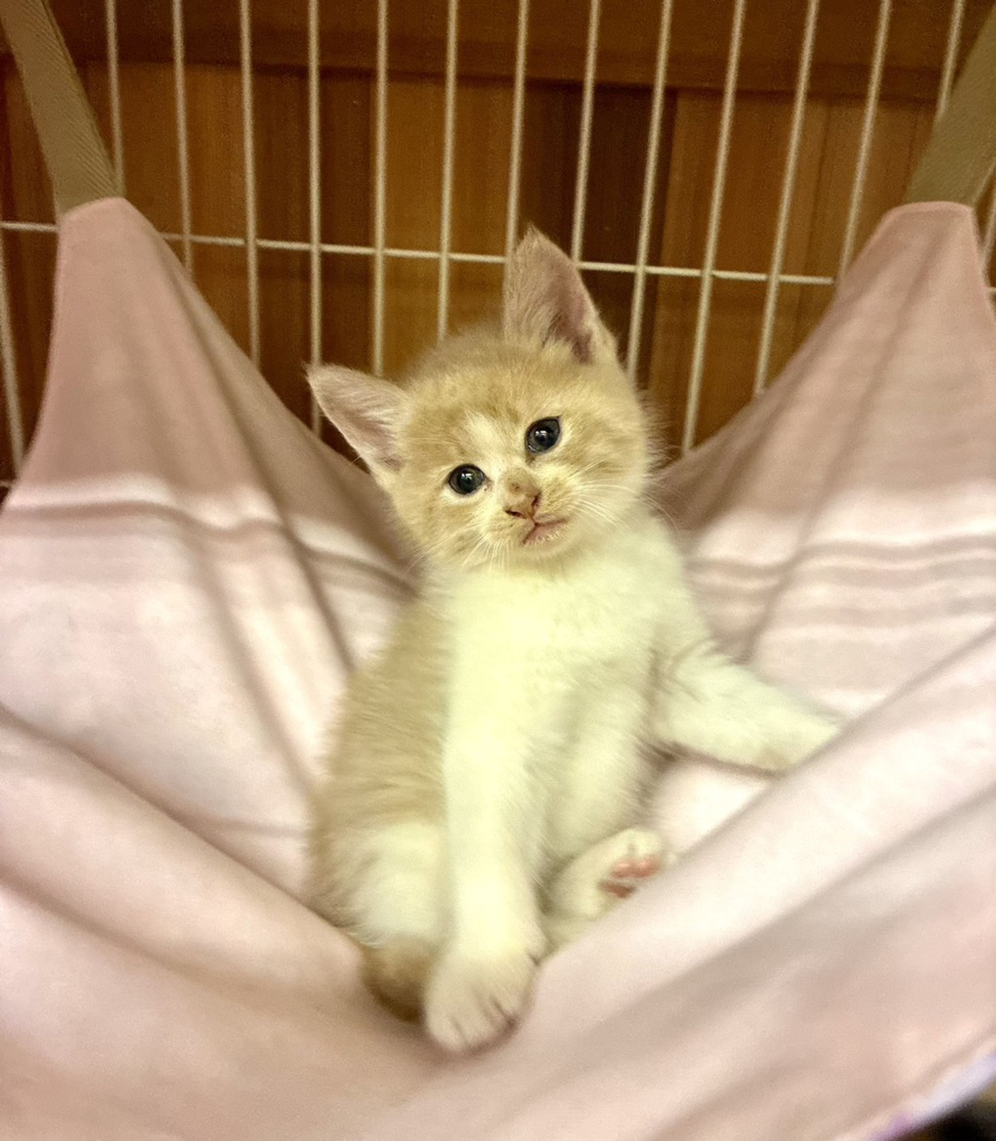 雑種（ミックス猫）・オスの里親募集の写真