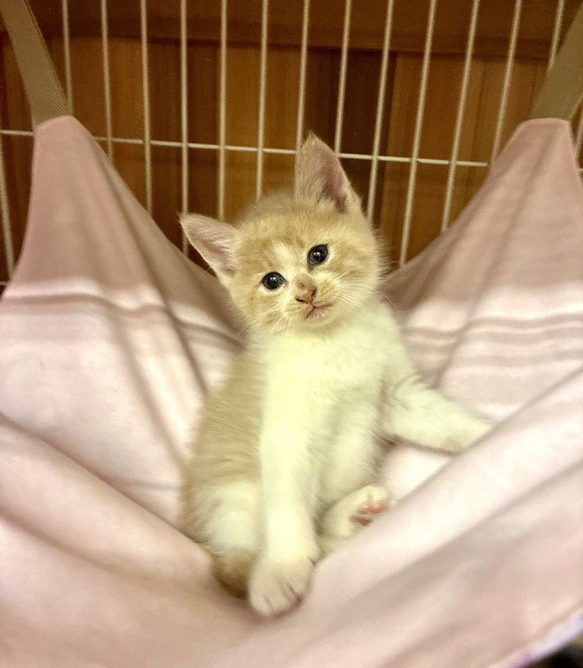 雑種（ミックス猫）・オスの里親募集の写真