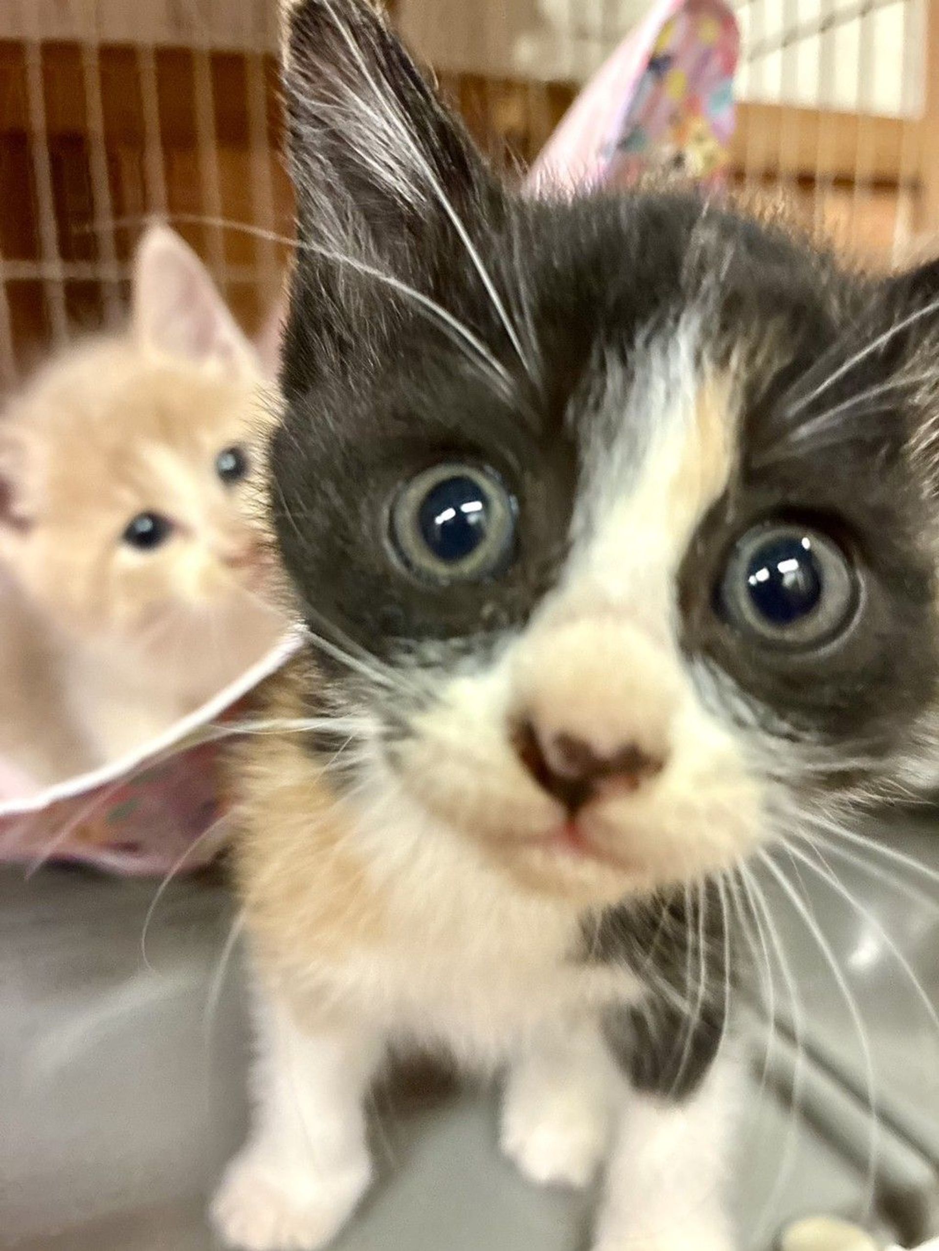 雑種（ミックス猫）・メスの里親募集の写真