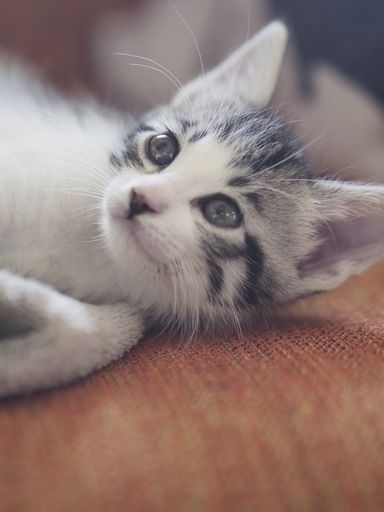 かすみちゃんの写真