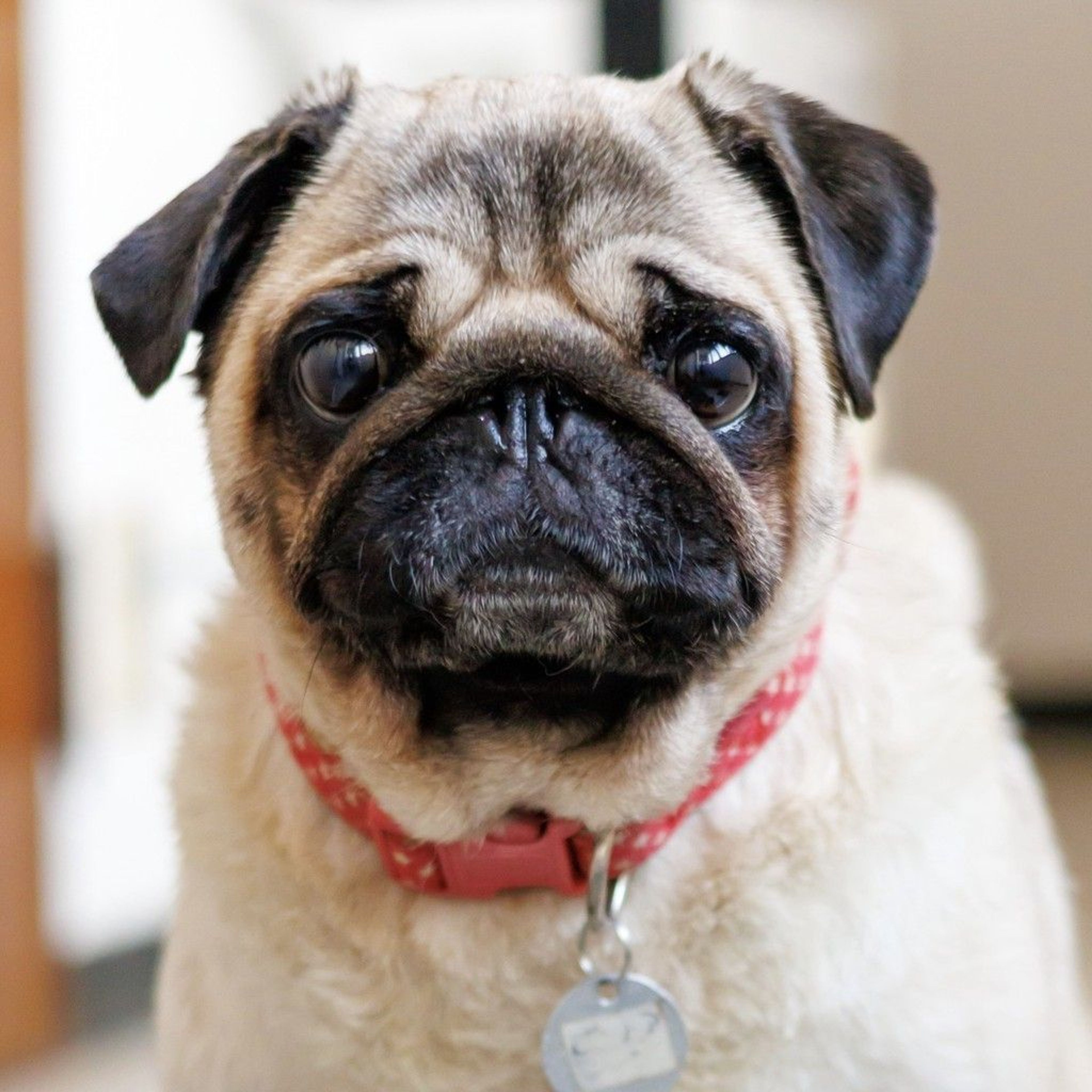 pet-image-6