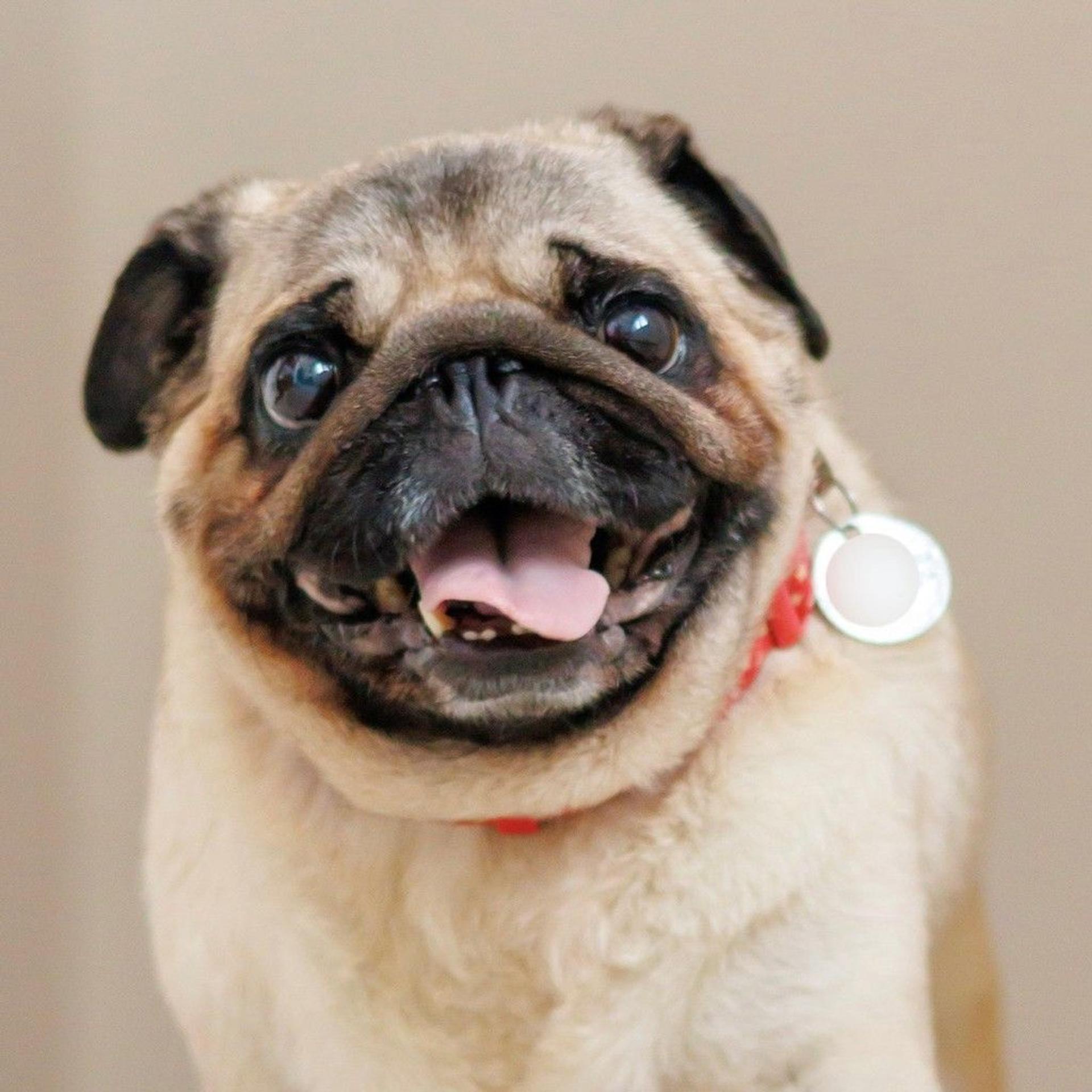 pet-image-4