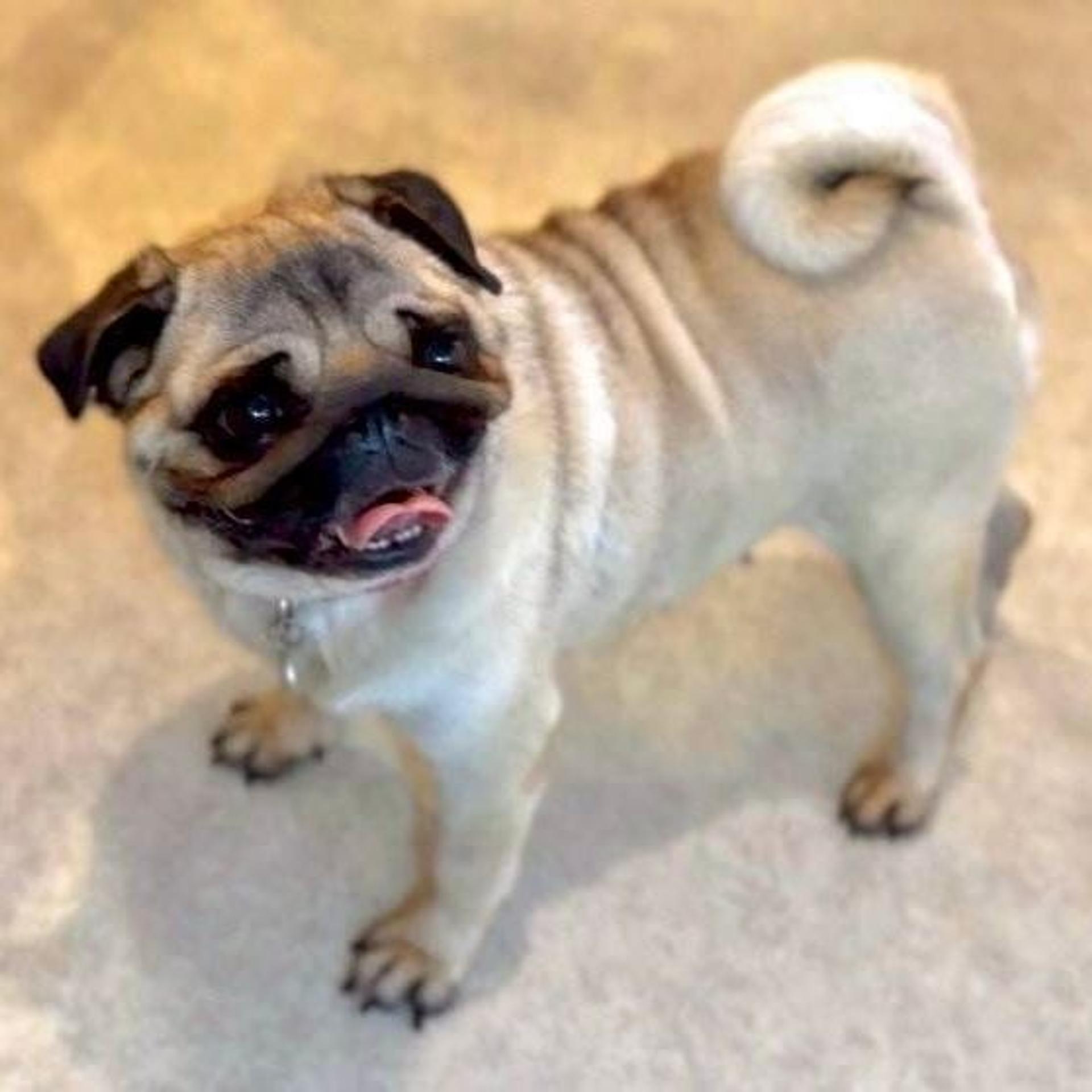 pet-image-5