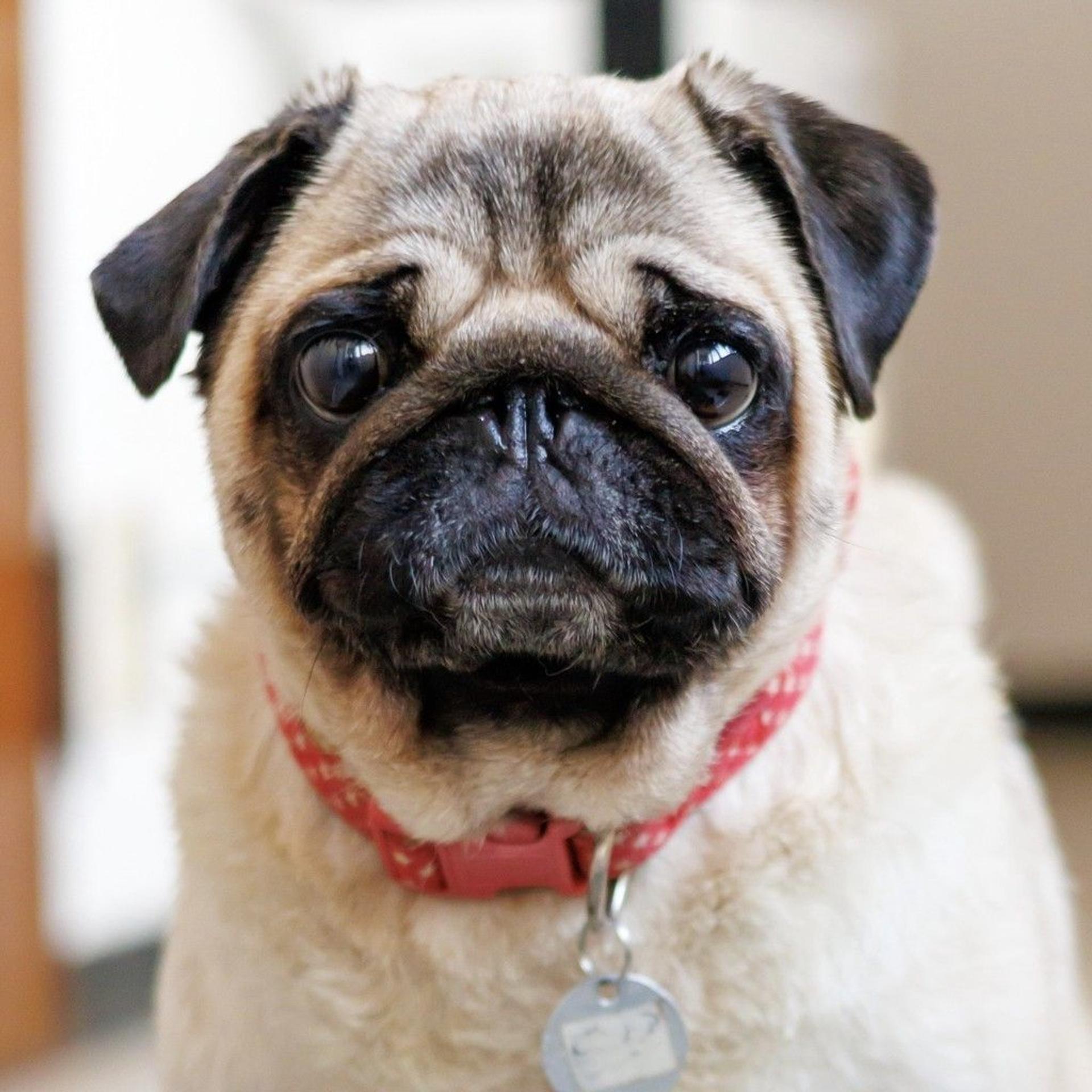 pet-image-6