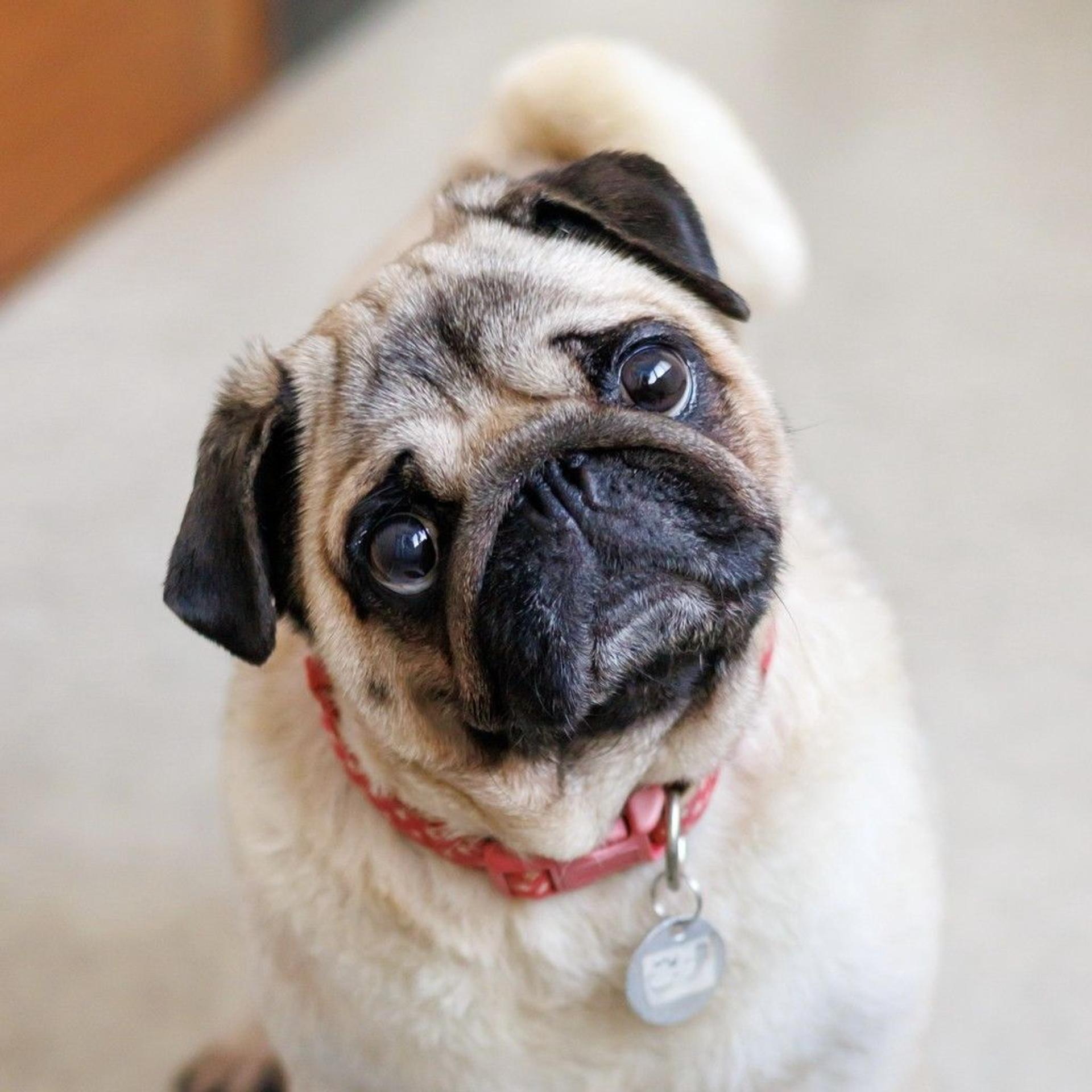 pet-image-7