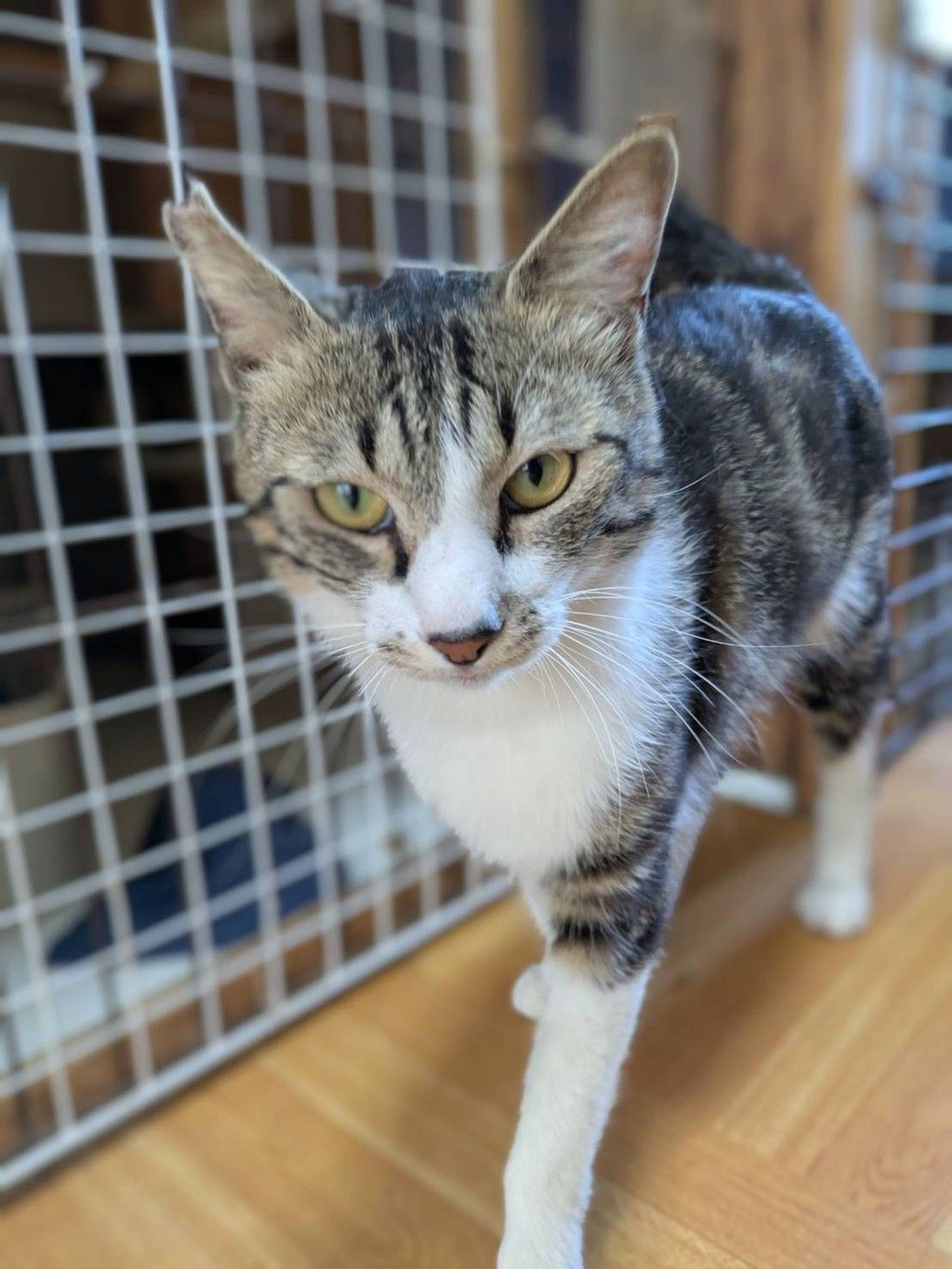 雑種（ミックス猫）・オスの里親募集の写真