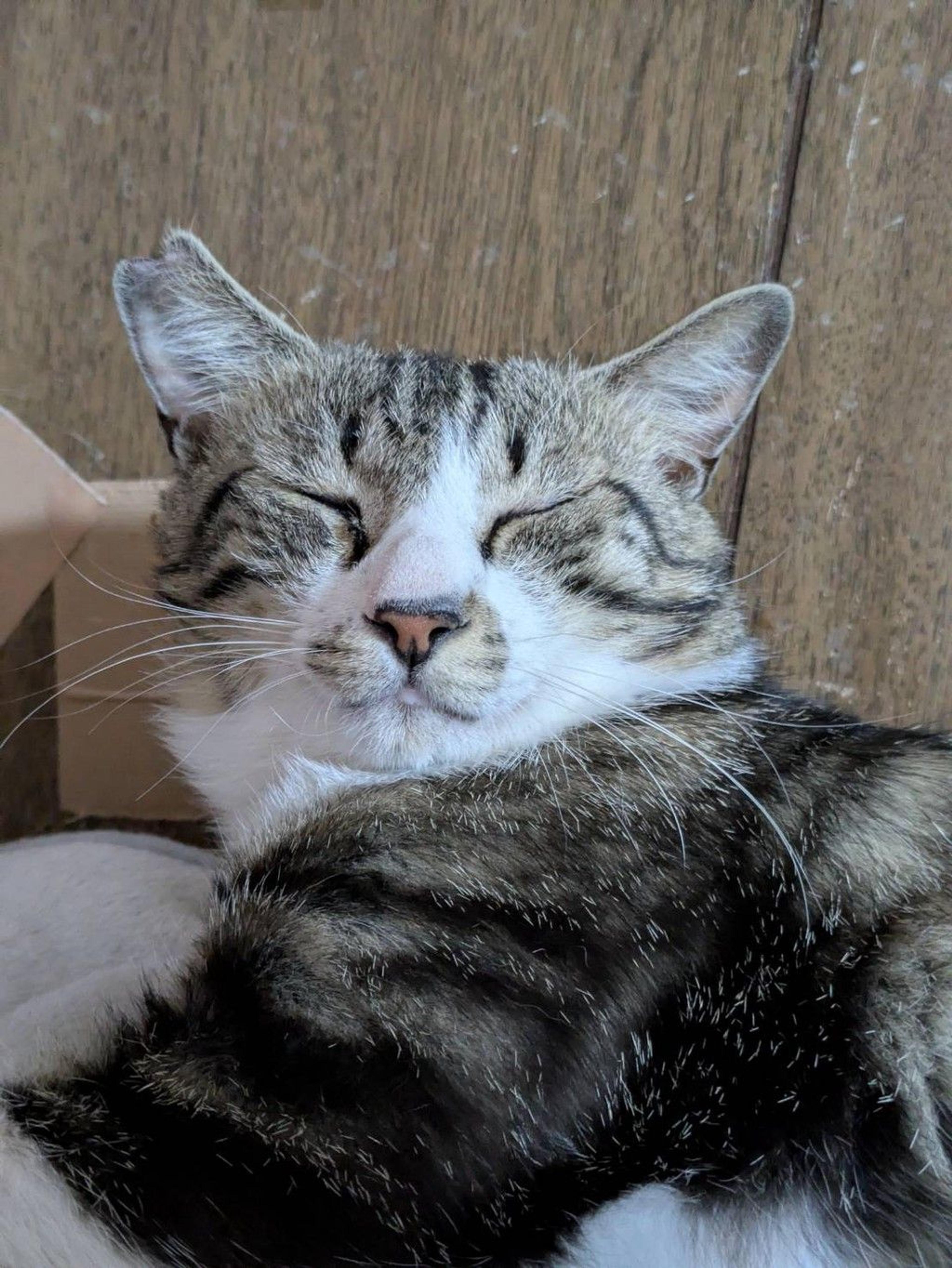 pet-image-3