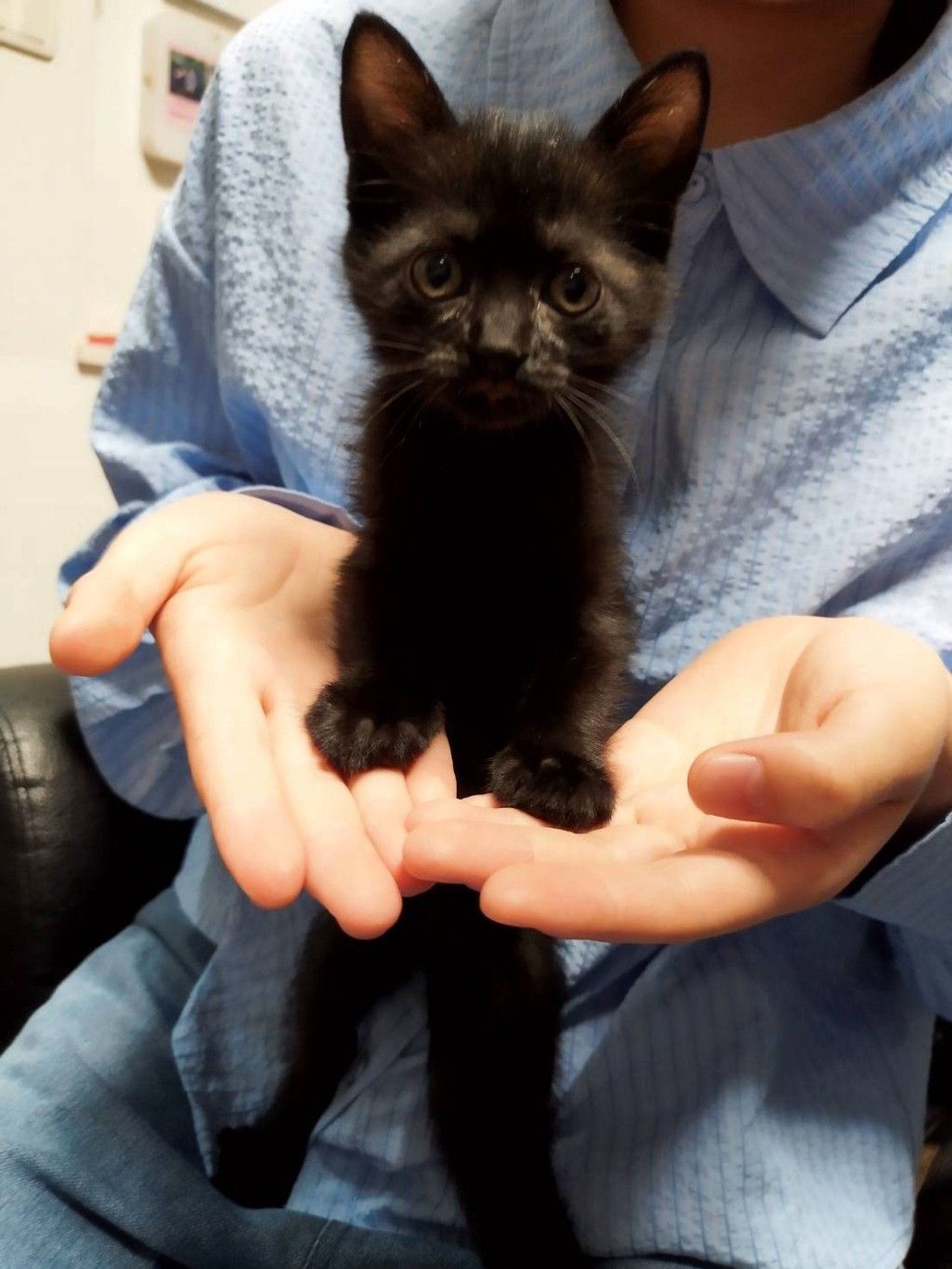 雑種（ミックス猫）・メスの里親募集の写真