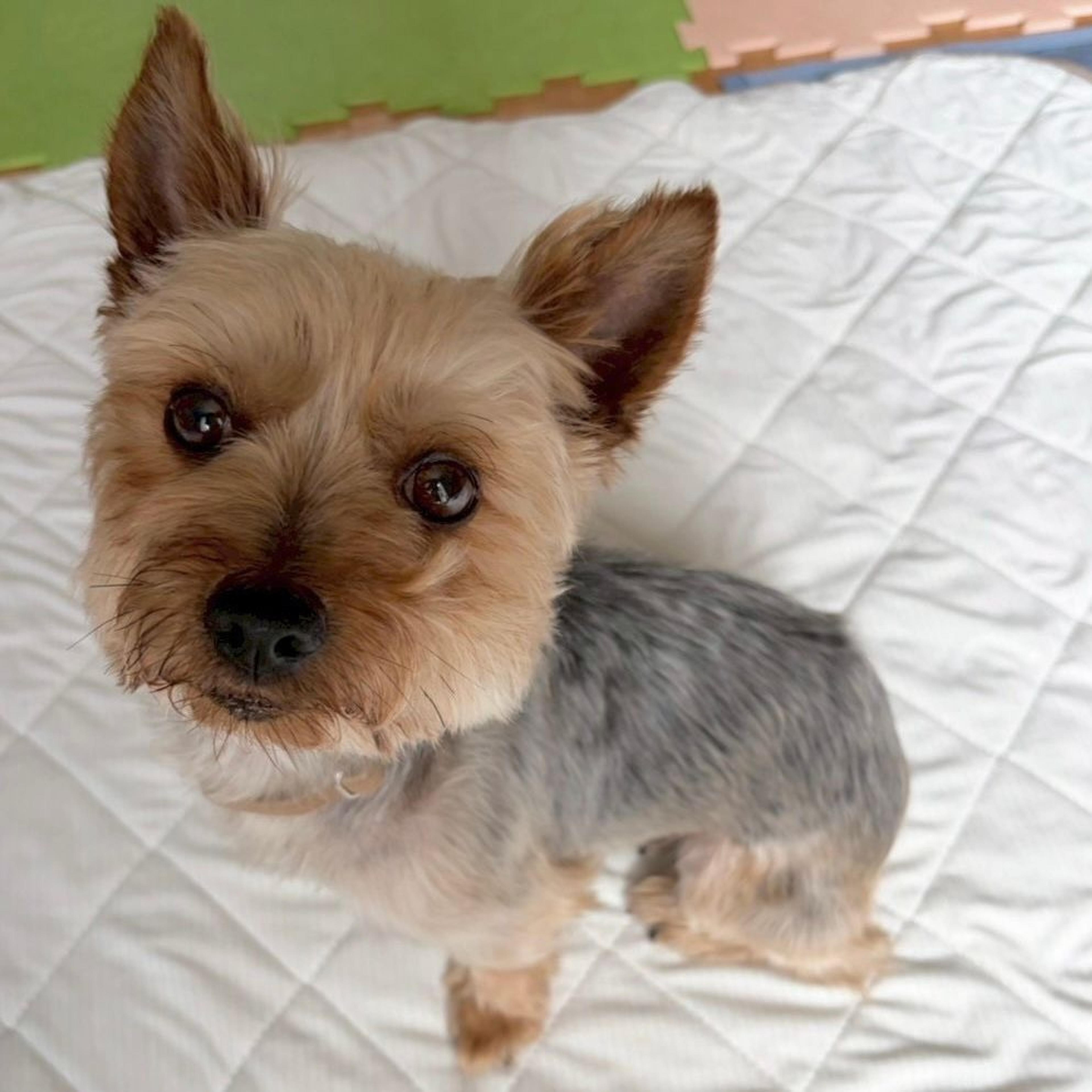 pet-image-3