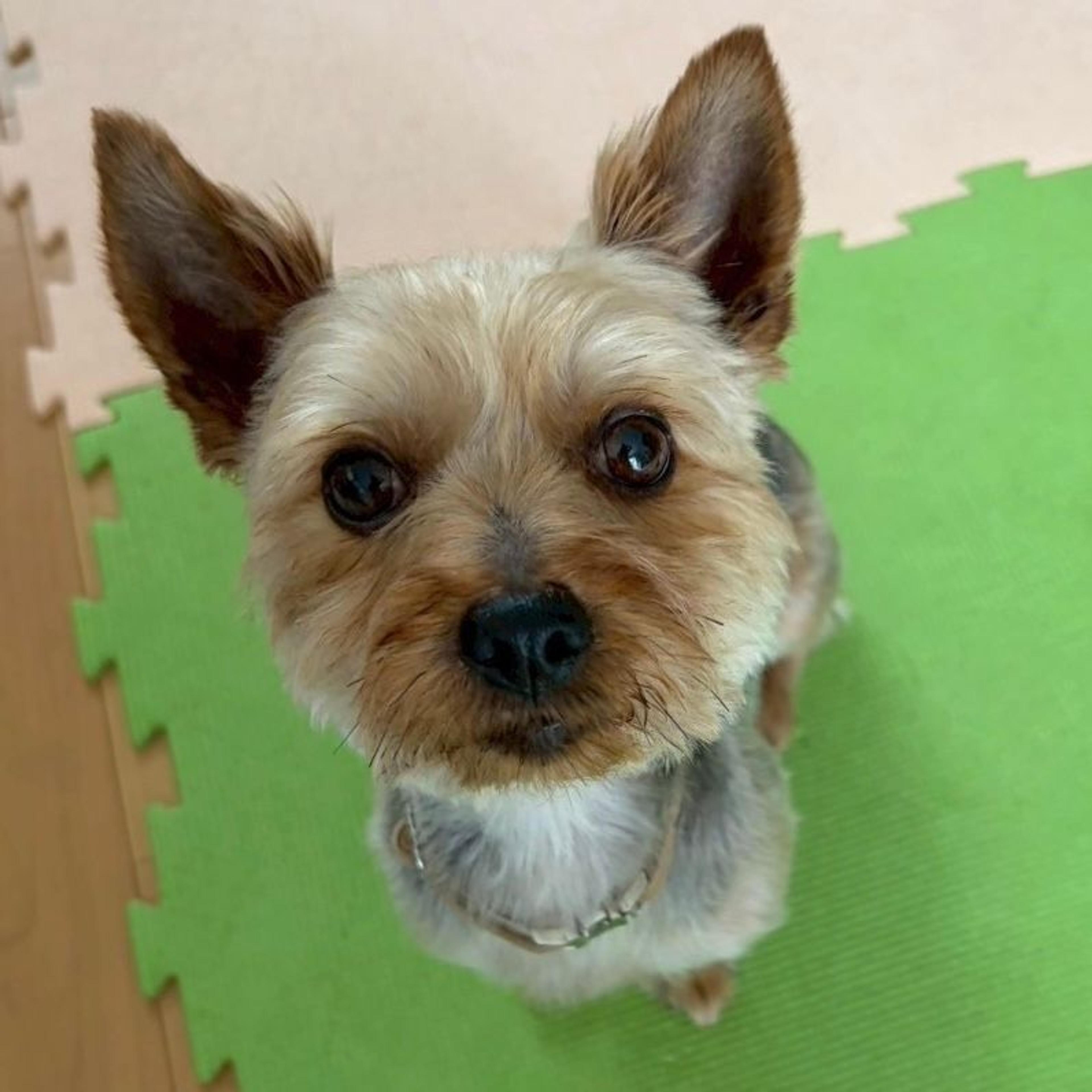 pet-image-4