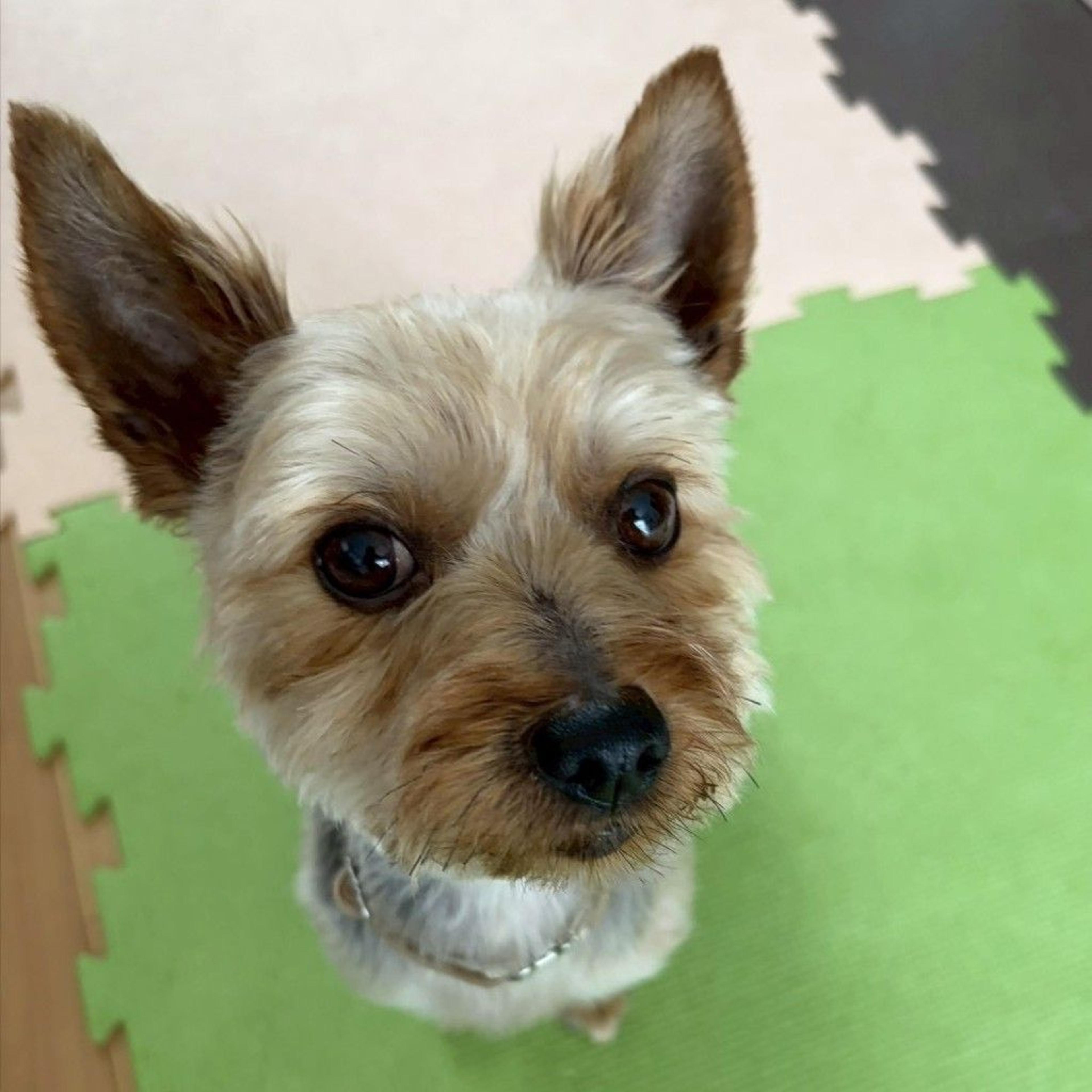 pet-image-5