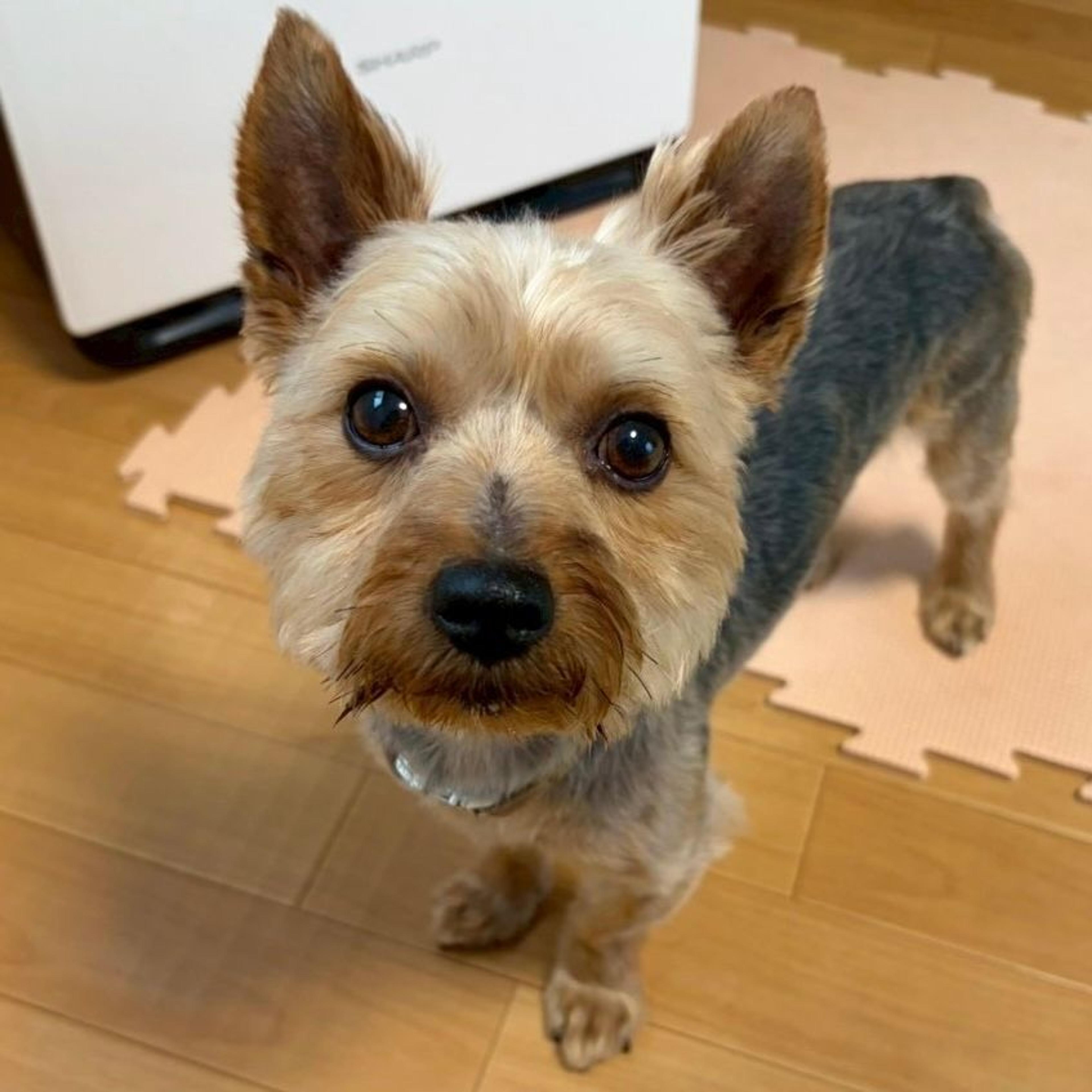 pet-image-6