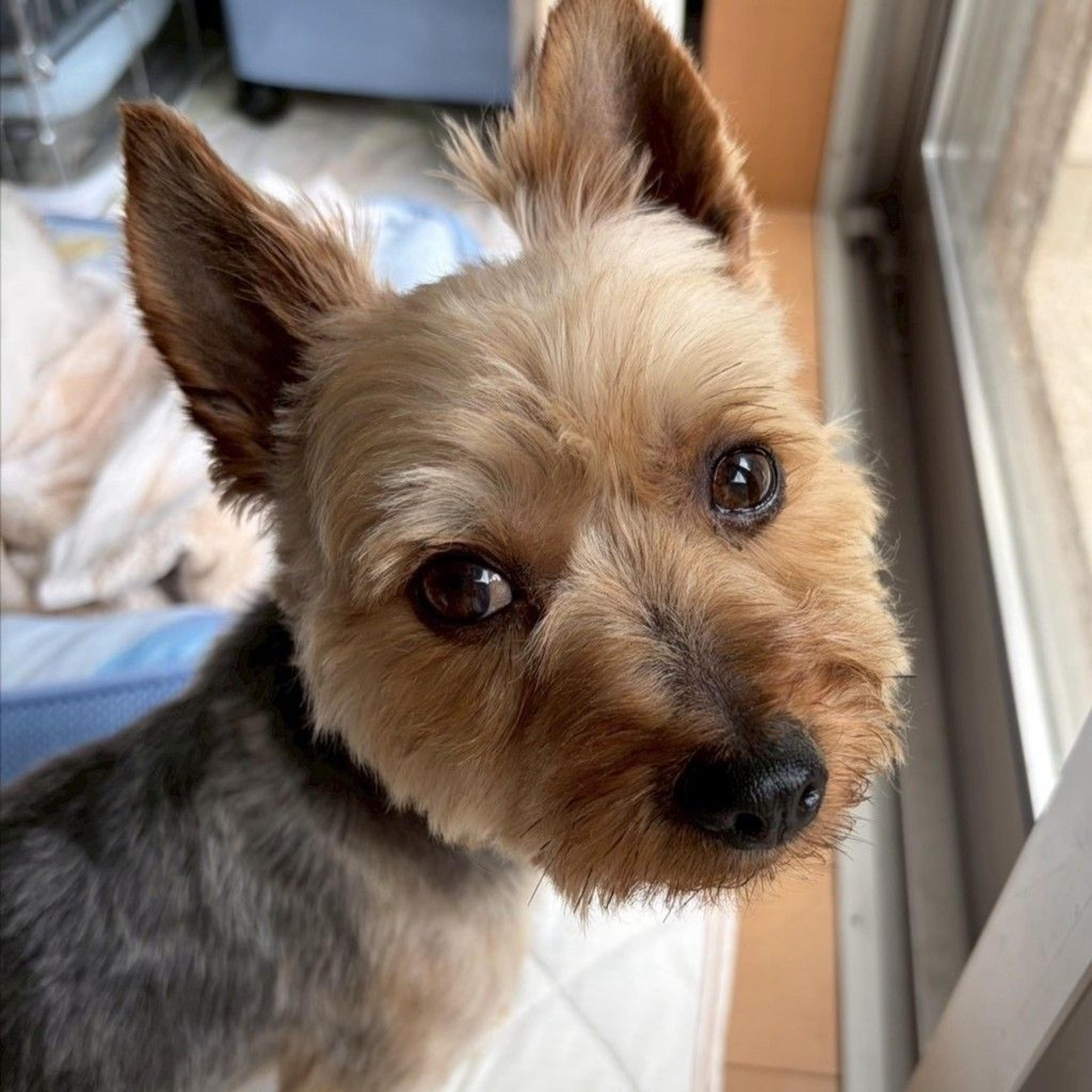 pet-image-7