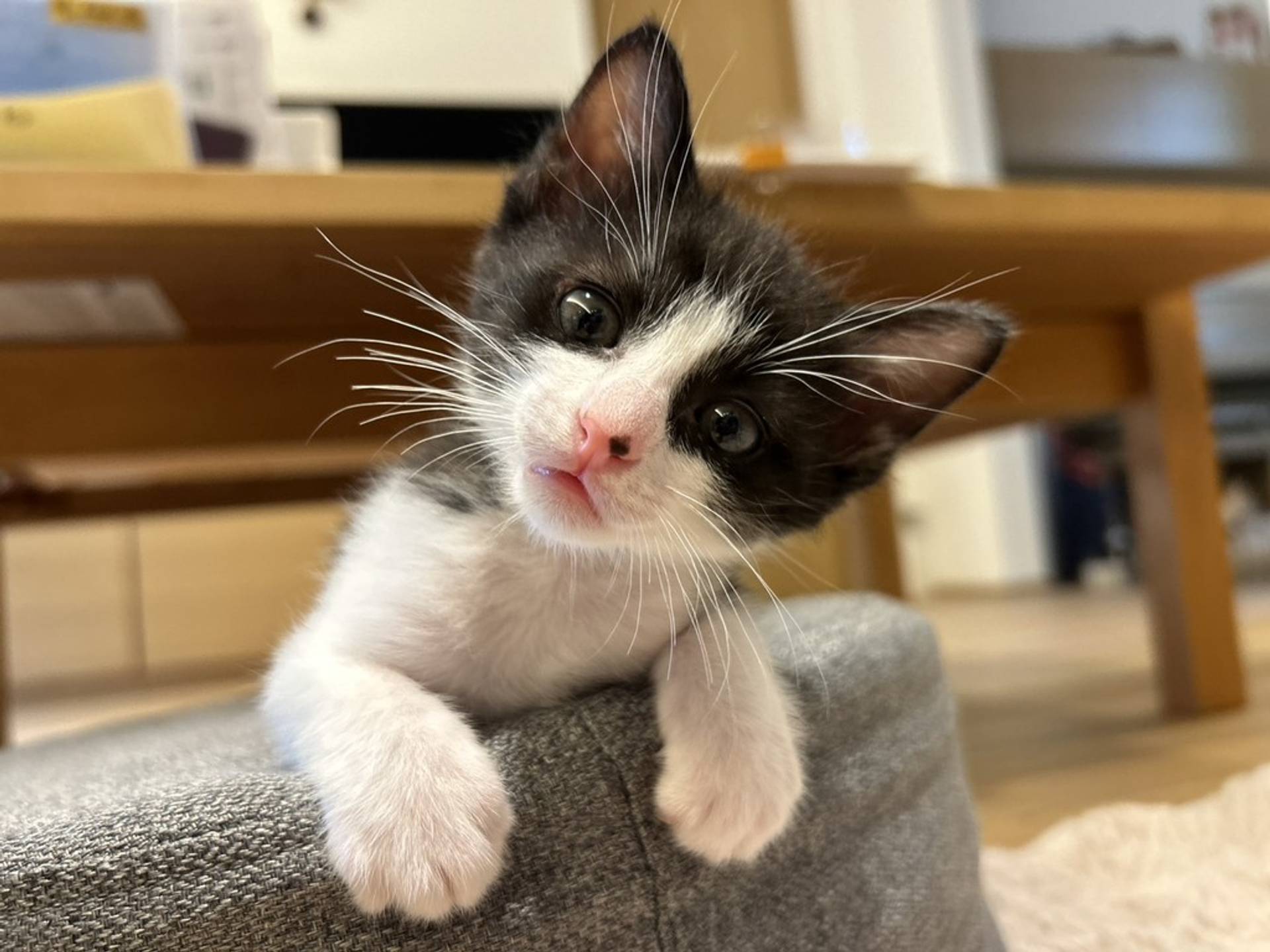 雑種（ミックス猫）・オスの里親募集の写真
