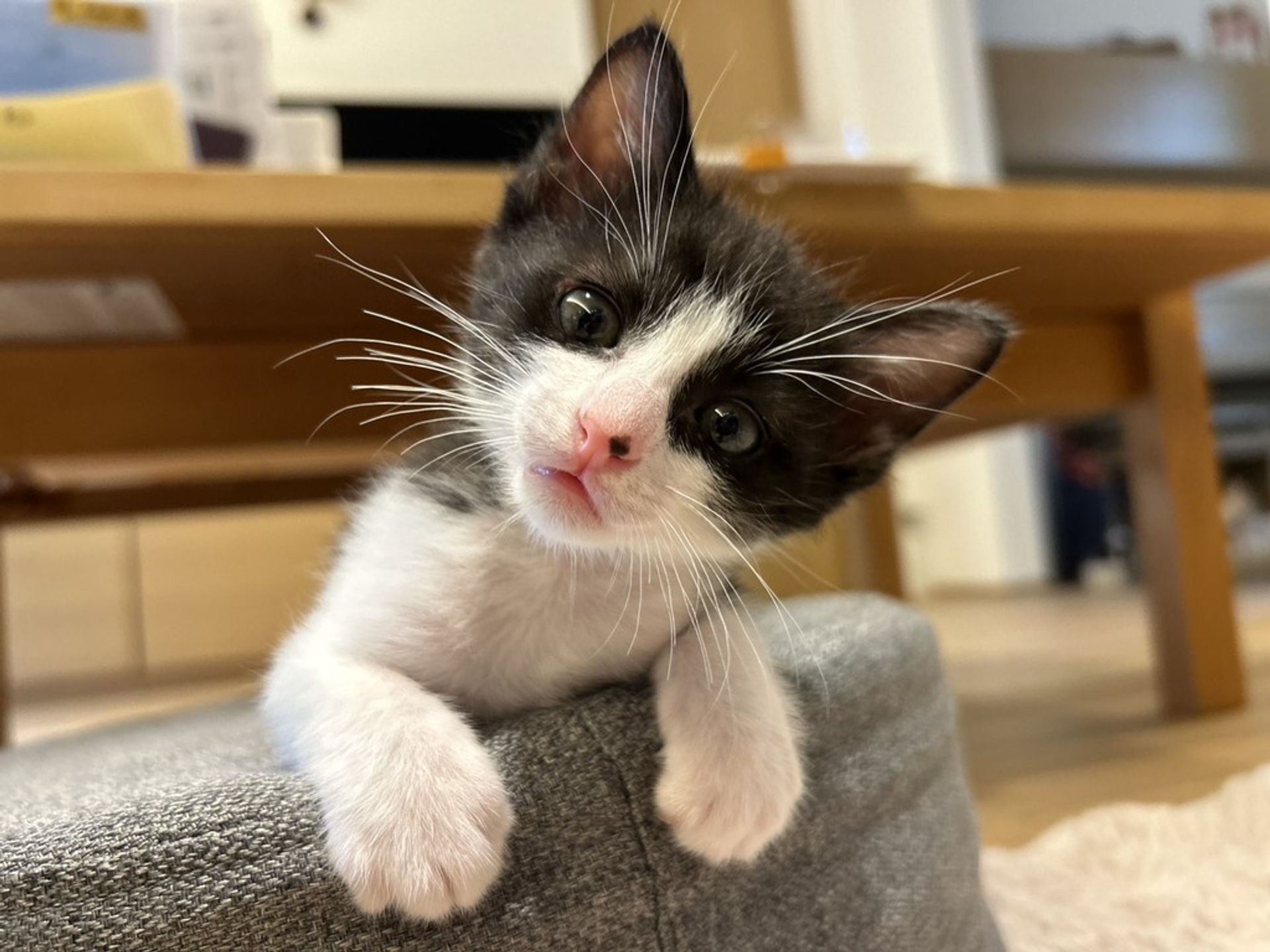 雑種（ミックス猫）・オスの里親募集の写真