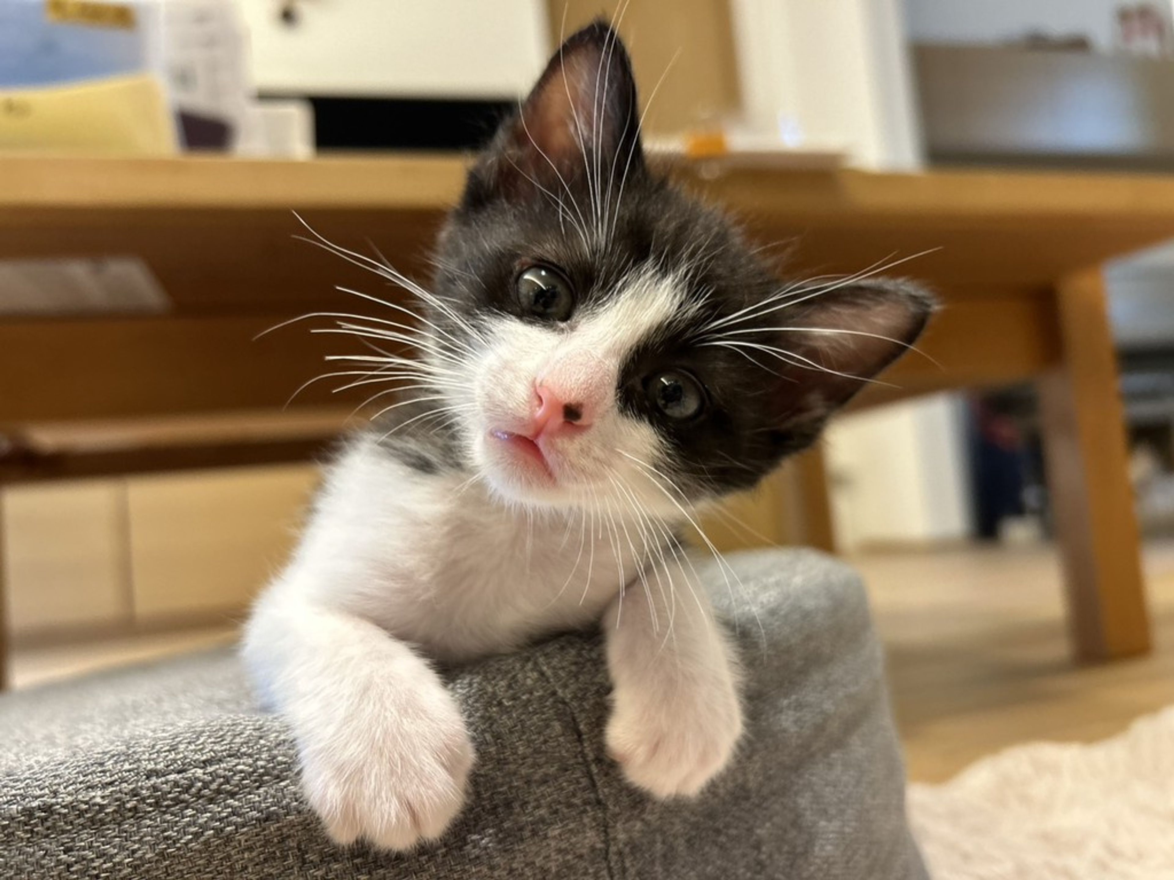 雑種（ミックス猫）・オスの里親募集の写真