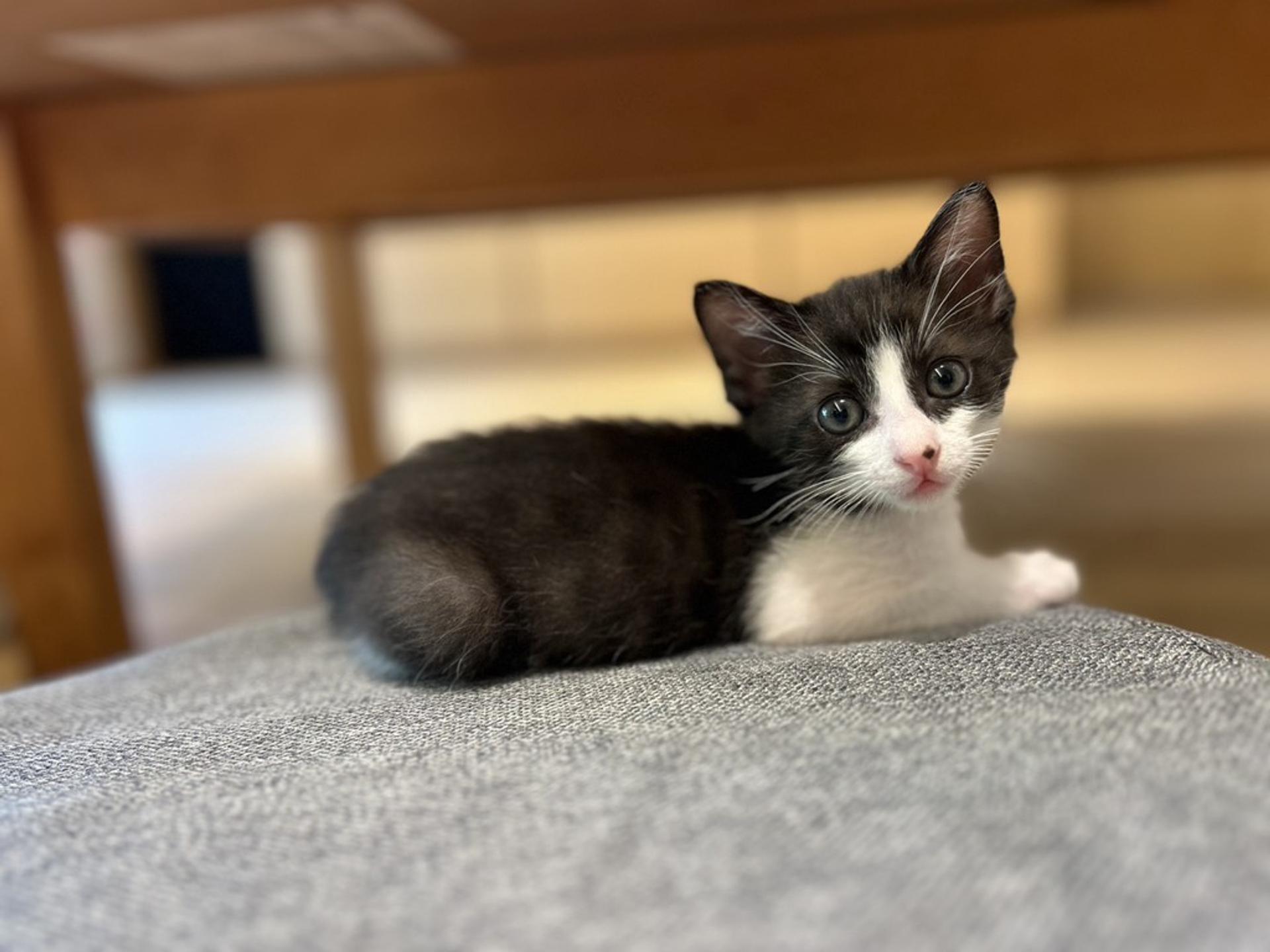 pet-image-3